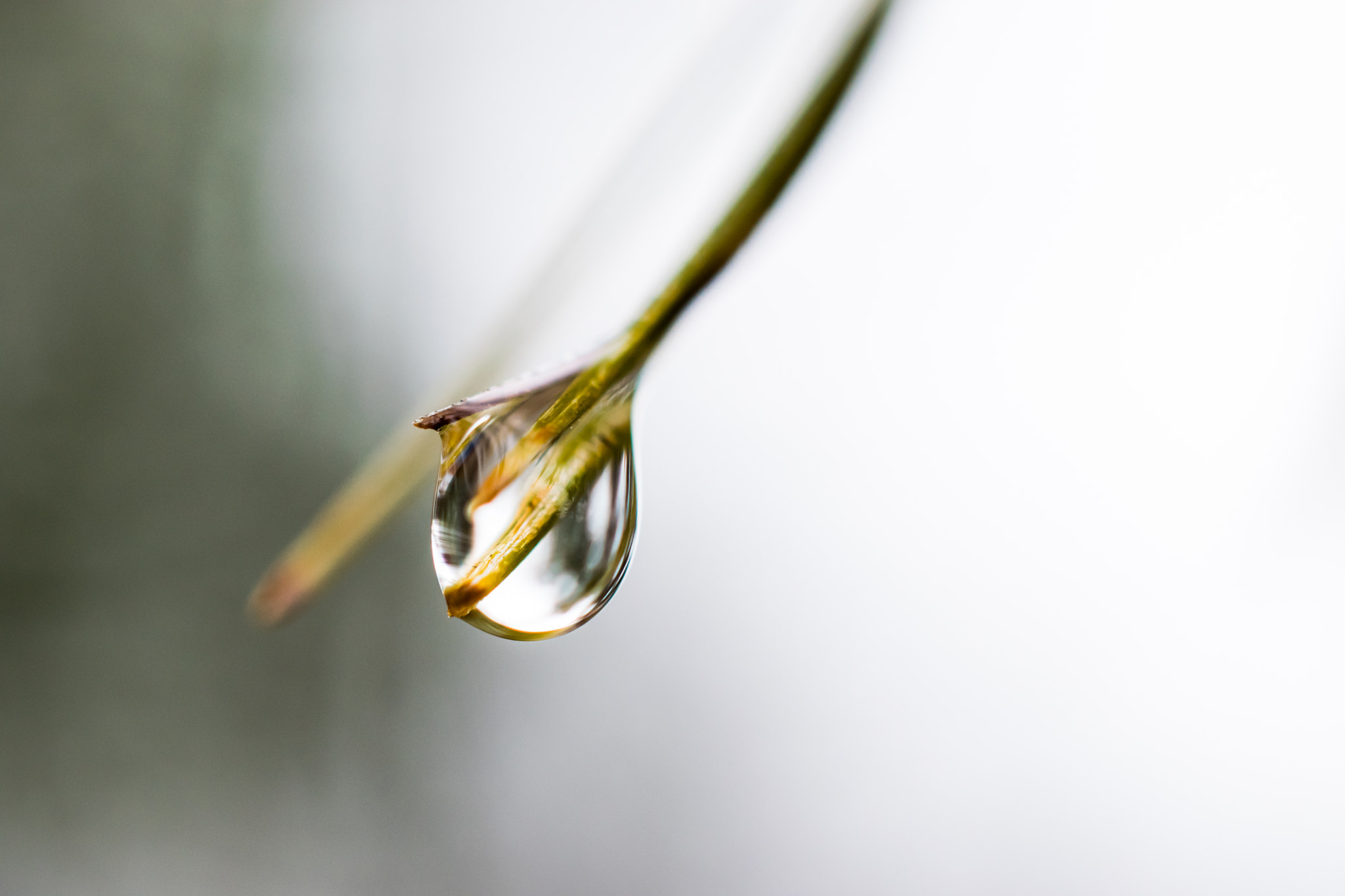 Nikon AF-S DX Micro Nikkor 40mm F2.8 sample photo. Dragon's claw photography