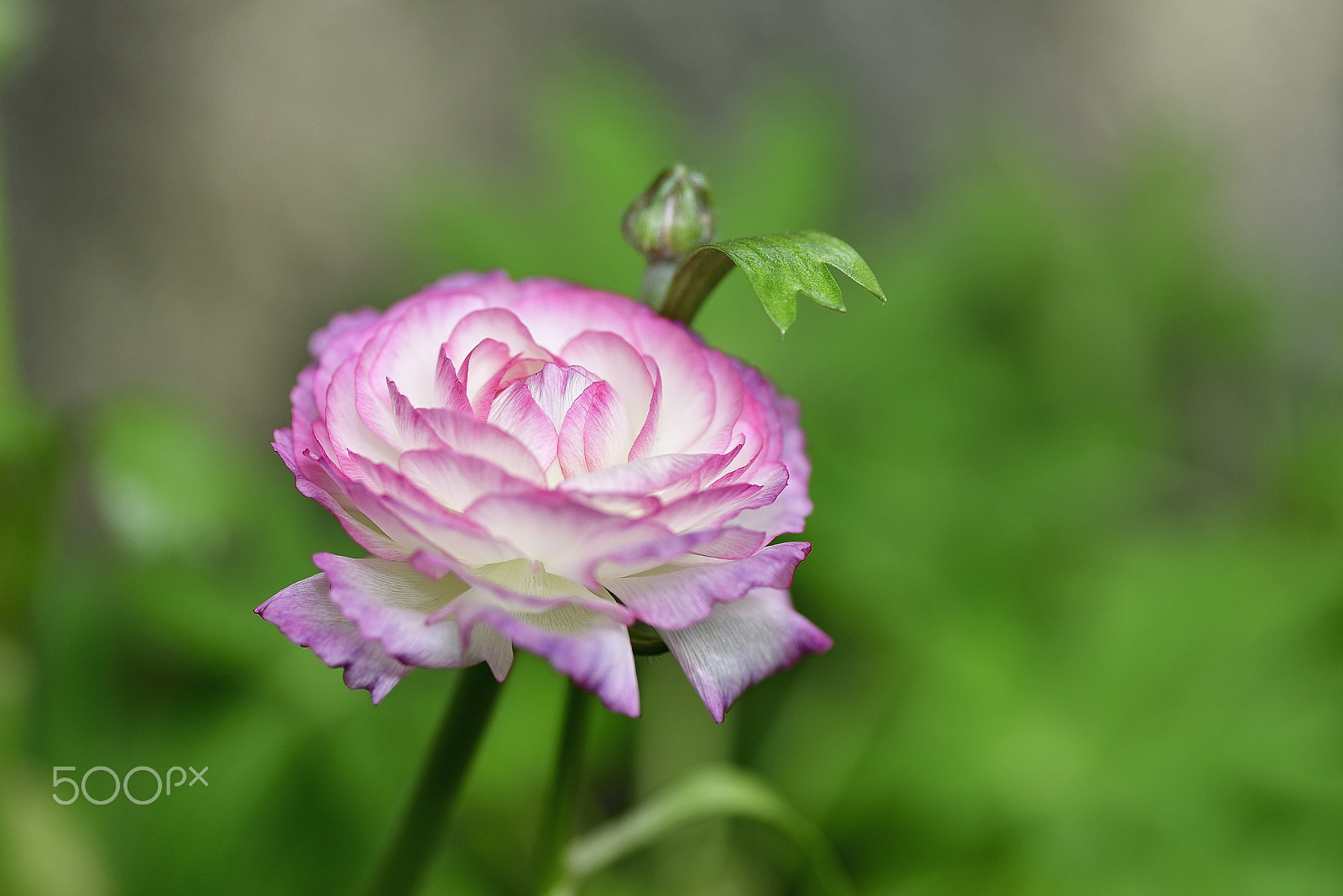 Nikon AF-S Micro-Nikkor 105mm F2.8G IF-ED VR sample photo. Pink lovely flowers photography