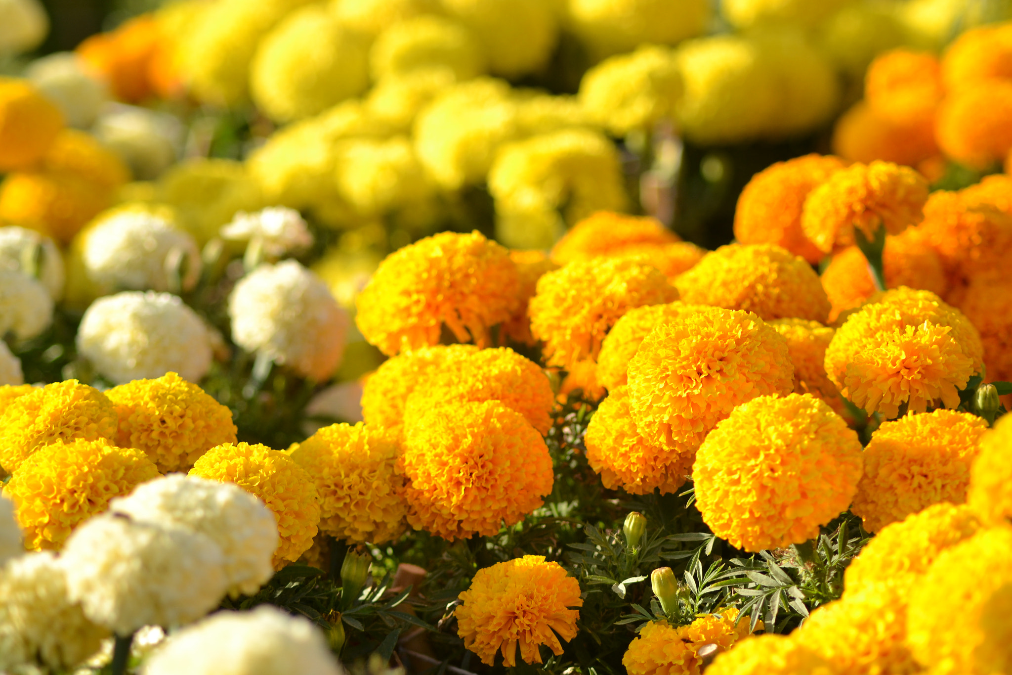 Nikon AF Nikkor 70-300mm F4-5.6G sample photo. Marigold flowers photography
