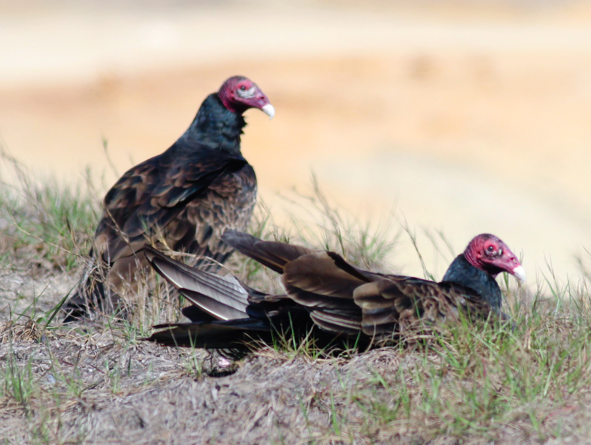 Canon EOS 600D (Rebel EOS T3i / EOS Kiss X5) + Canon EF 400mm F5.6L USM sample photo. Turkey vultures photography