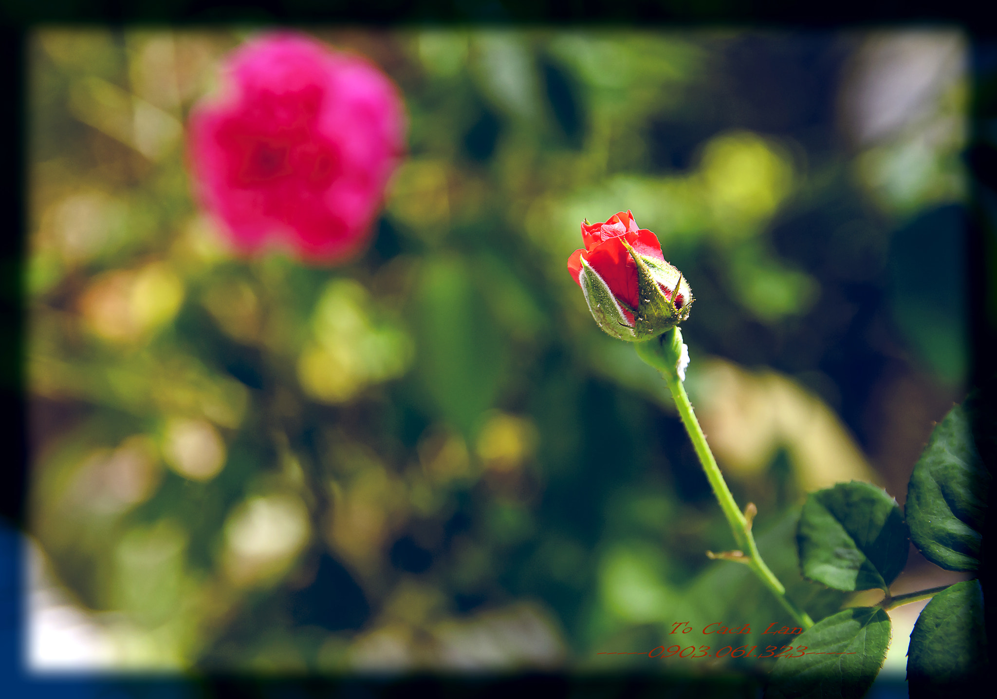 Sigma 17-50mm F2.8 EX DC OS HSM sample photo. Tcl photography