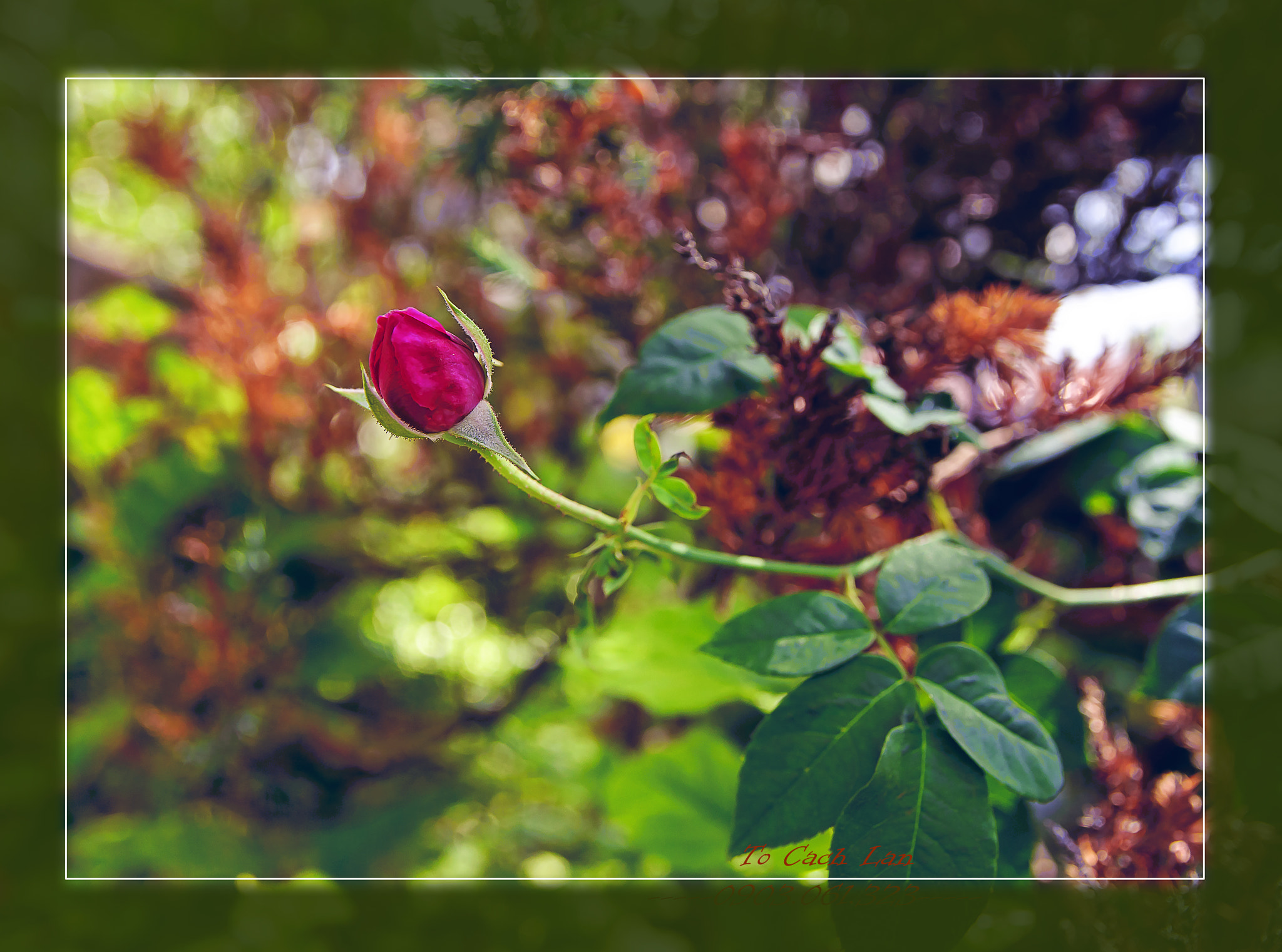 Sigma 17-50mm F2.8 EX DC OS HSM sample photo. Tcl photography