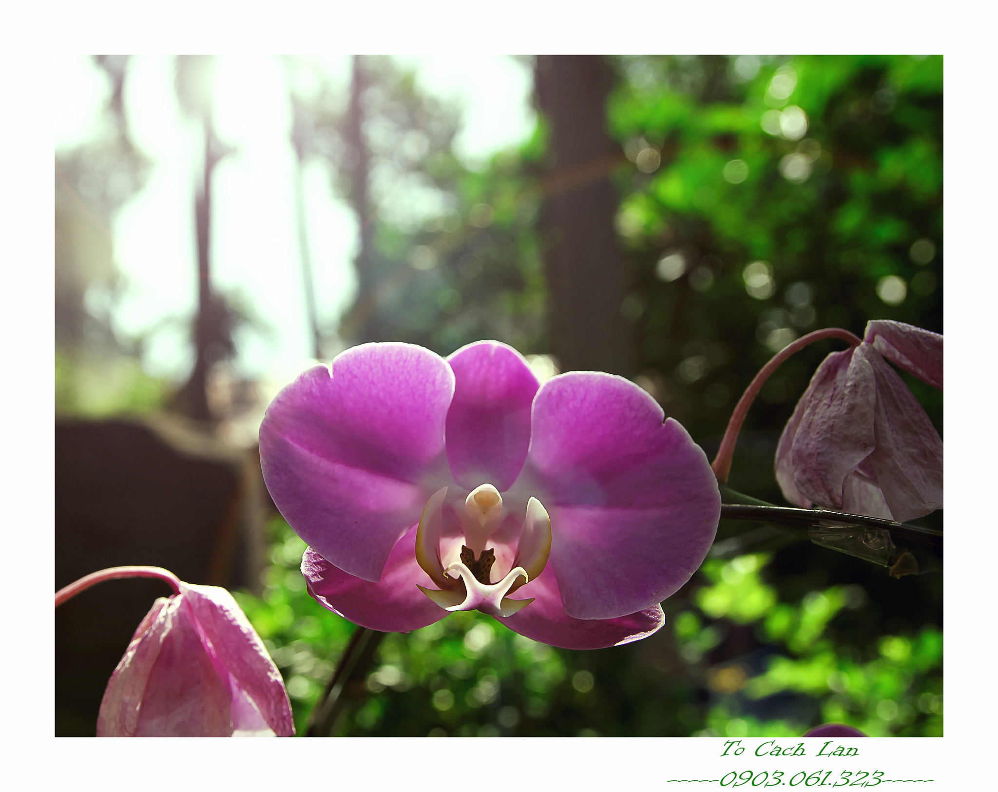 Sigma 17-50mm F2.8 EX DC OS HSM sample photo. Tcl photography
