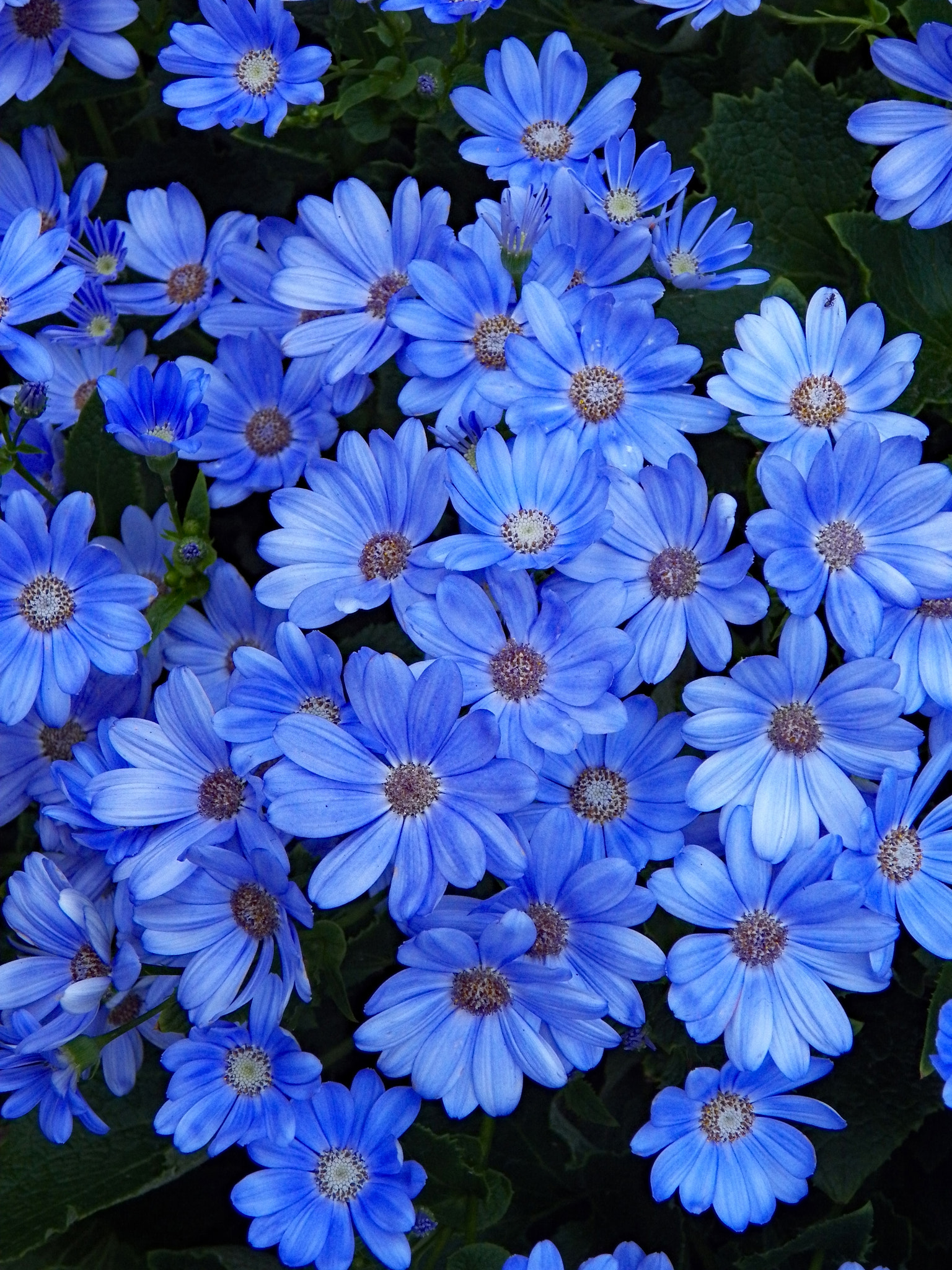 Kodak EasyShare Z990 (EasyShare Max) sample photo. Blue daisies photography
