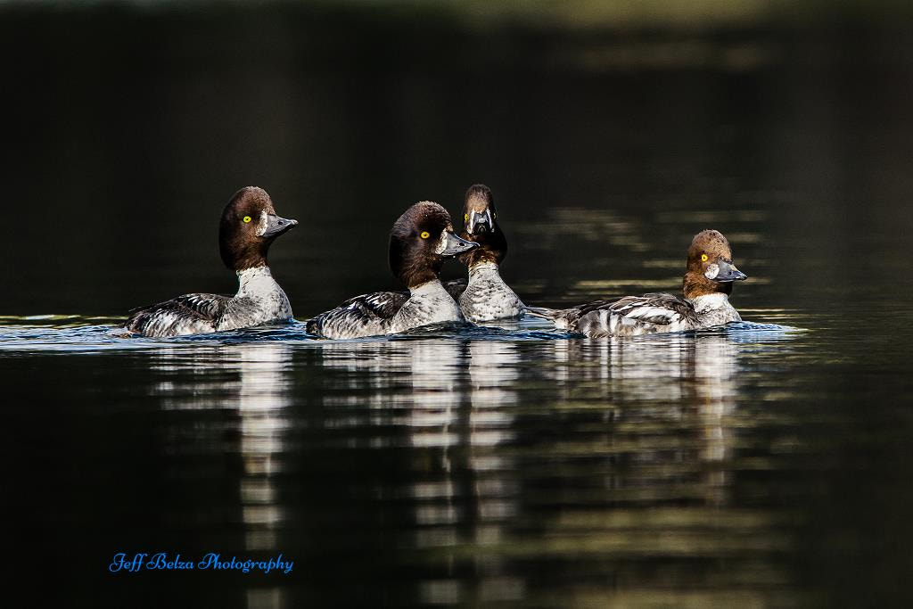 Sigma 150-500mm F5-6.3 DG OS HSM sample photo. Ladies outing only photography