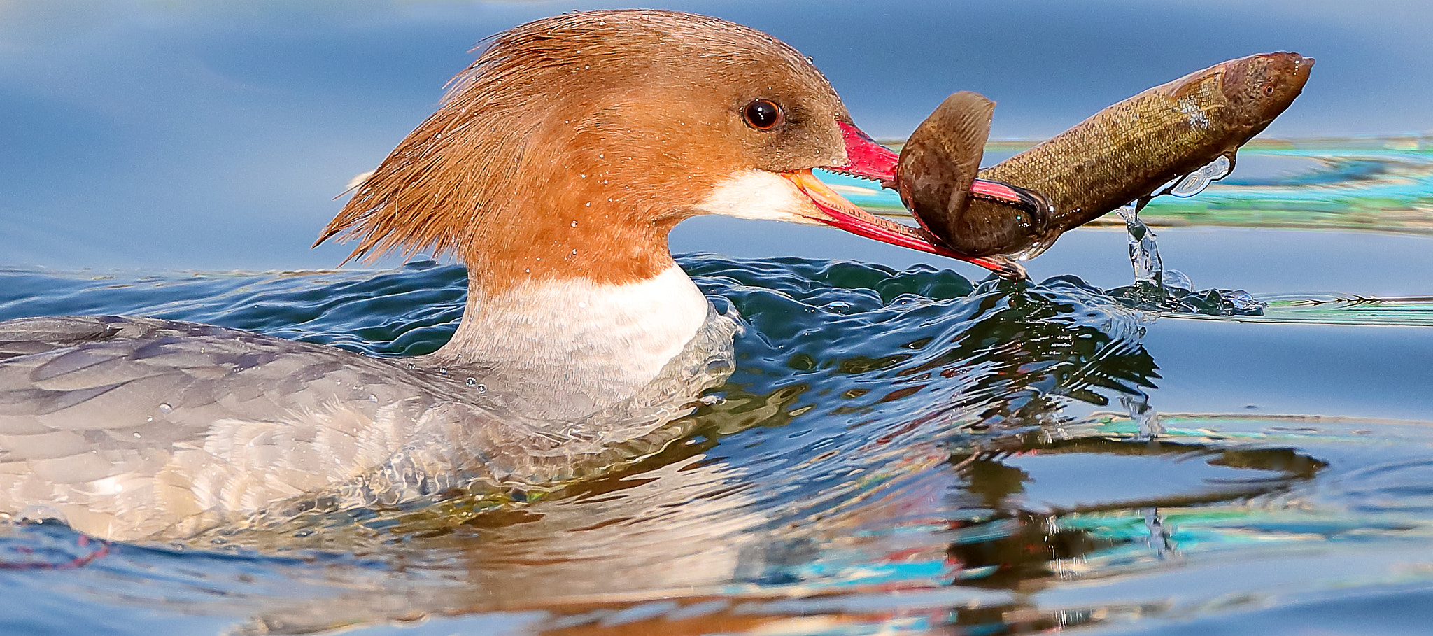 Canon EOS-1D X Mark II + Canon EF 800mm F5.6L IS USM sample photo