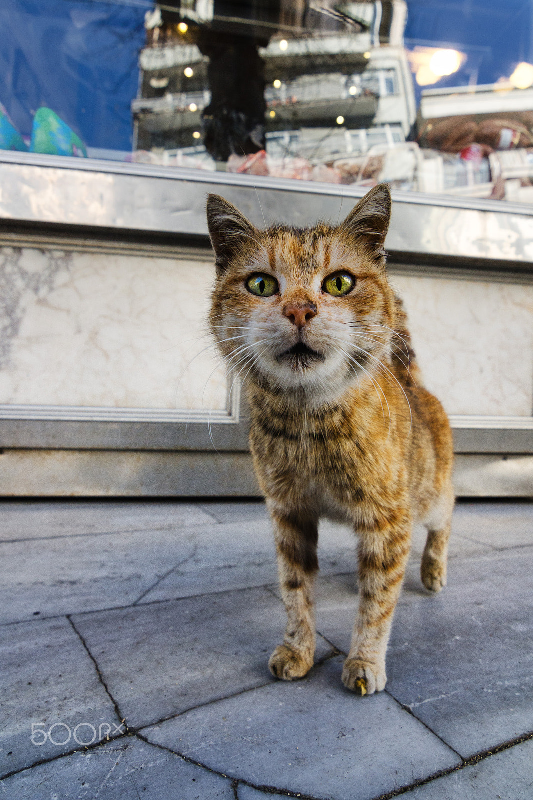 Tokina AT-X Pro 11-16mm F2.8 DX sample photo. Kedi in istanbul photography
