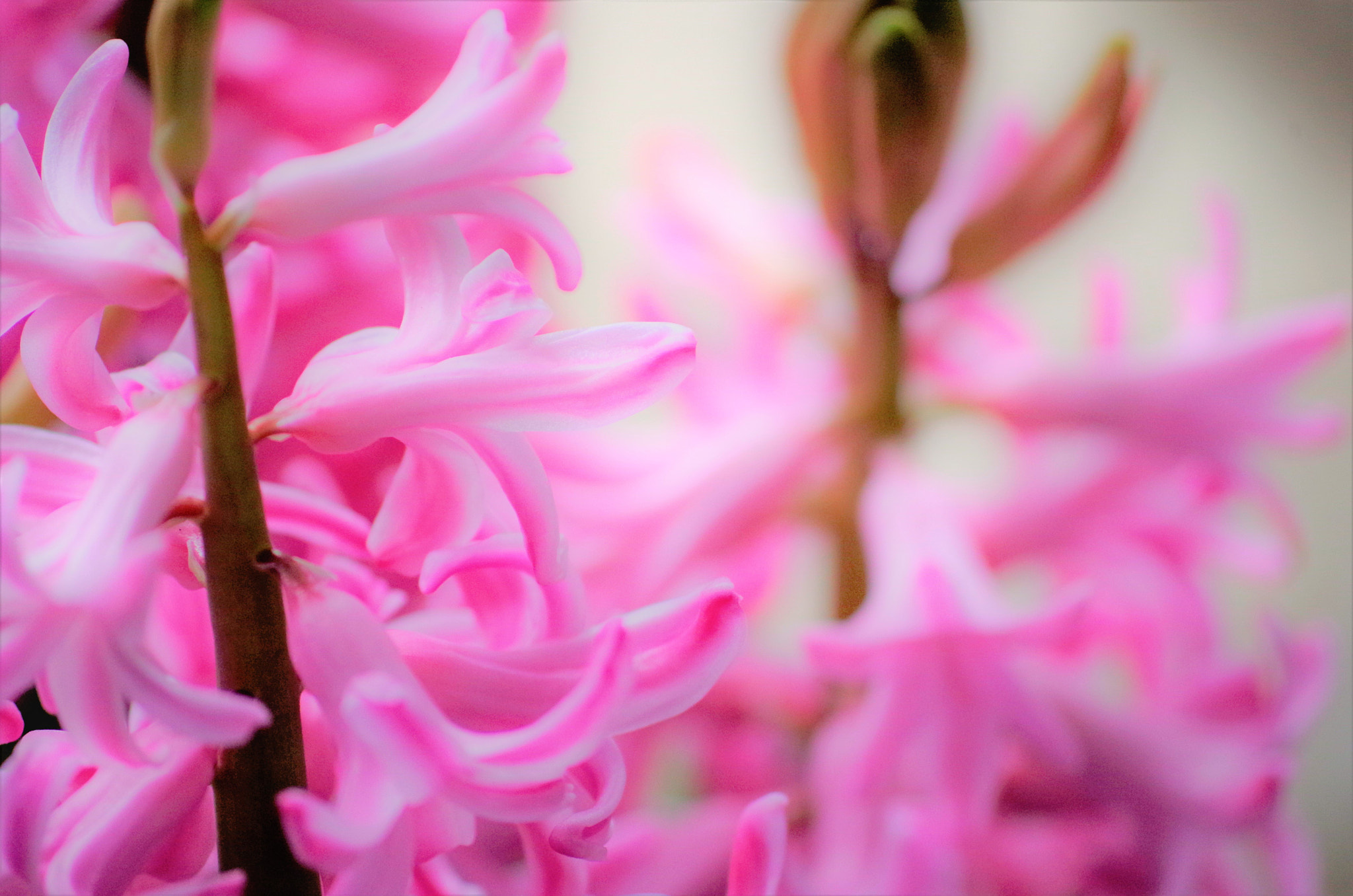 smc PENTAX-DA L 55-300mm F4-5.8 ED sample photo. Colors photography