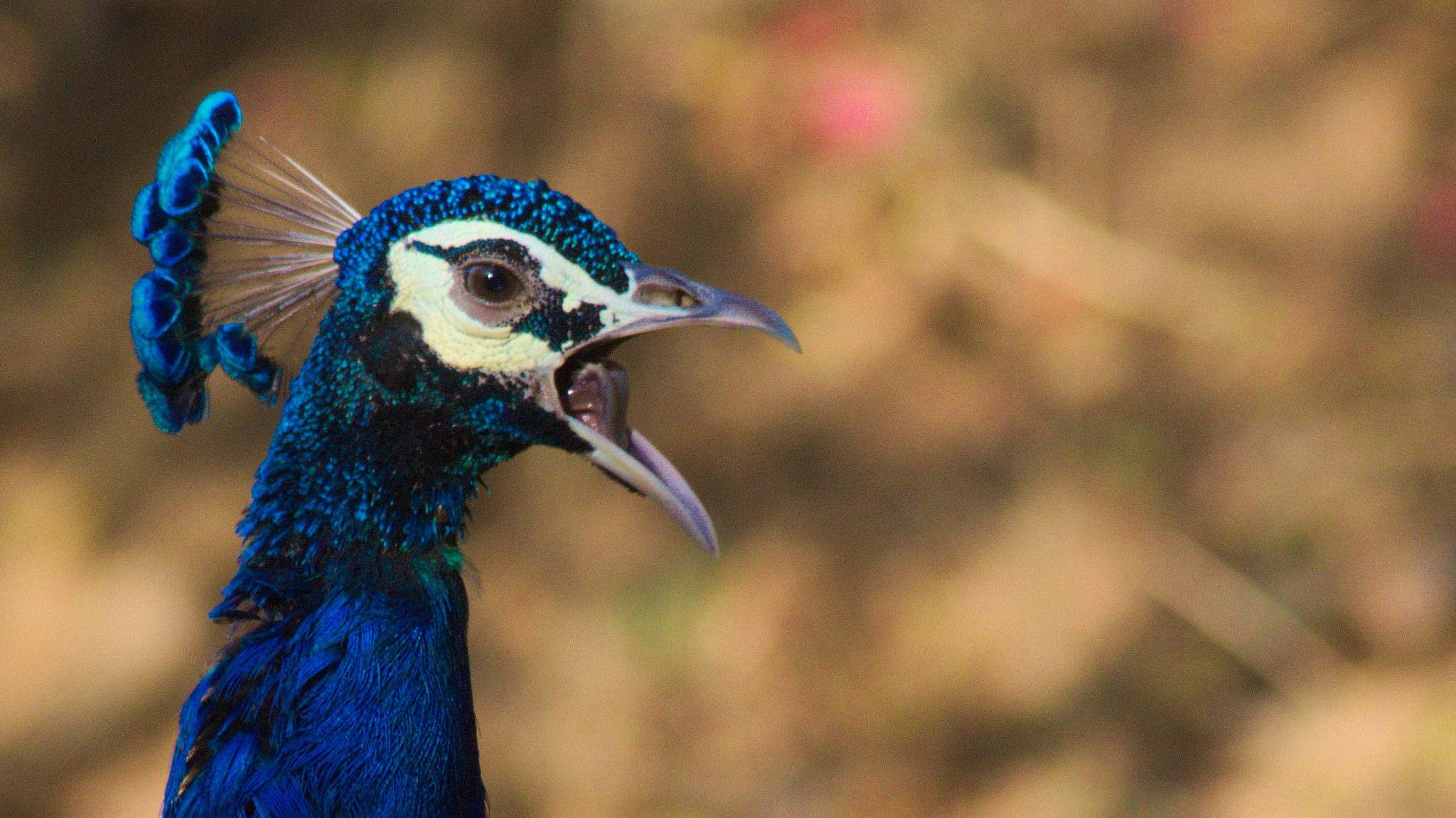 Nikon AF Nikkor 70-300mm F4-5.6G sample photo. Peacock photography
