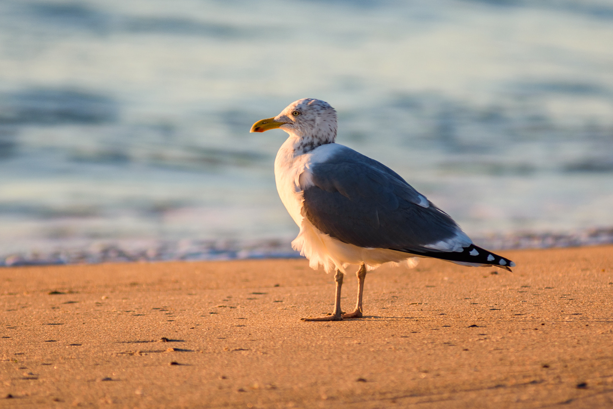 AF Zoom-Nikkor 80-200mm f/2.8 ED sample photo. Grandpa on the beach photography