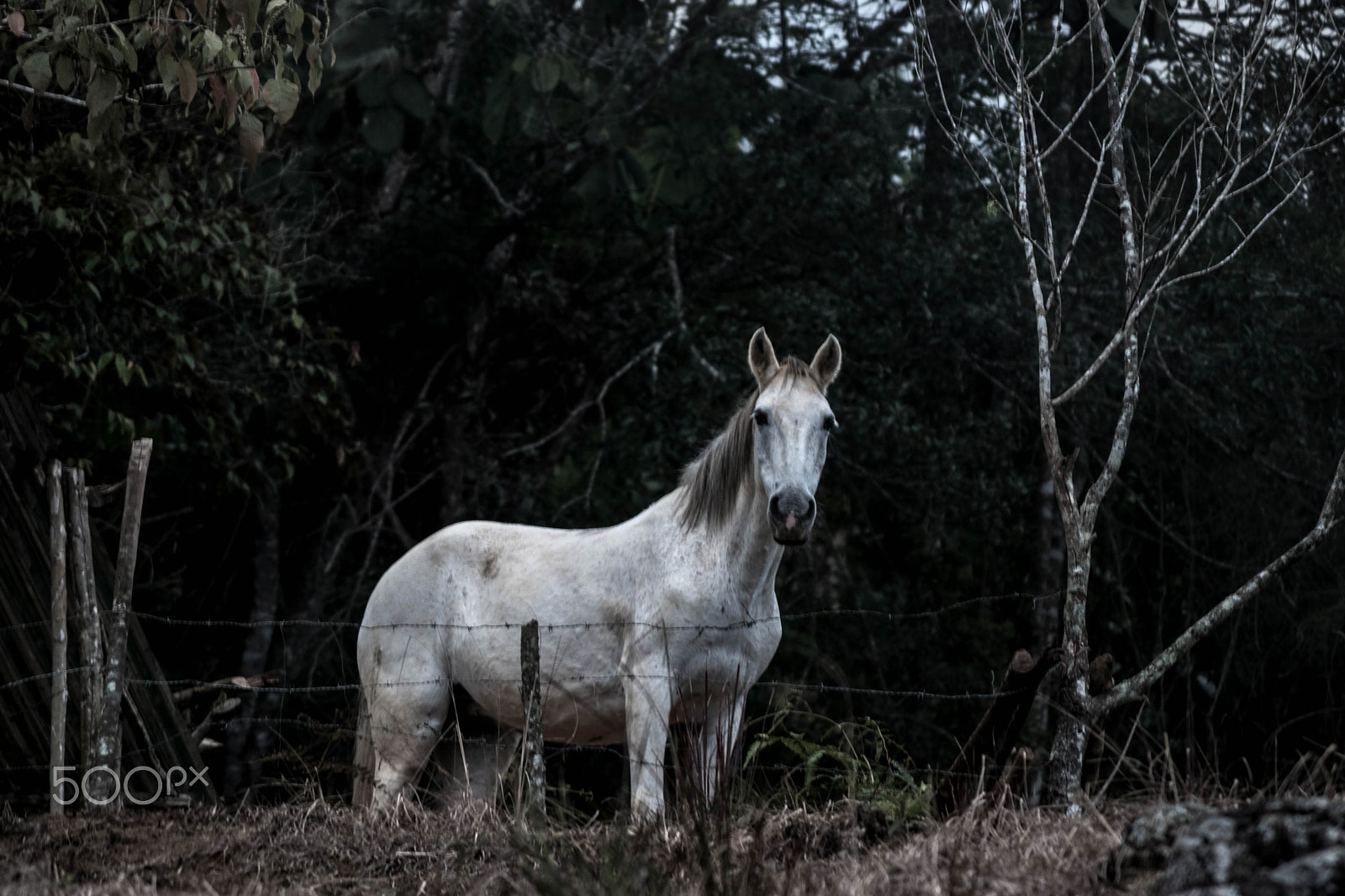 Nikon D5500 sample photo. When the horse sees your soul photography