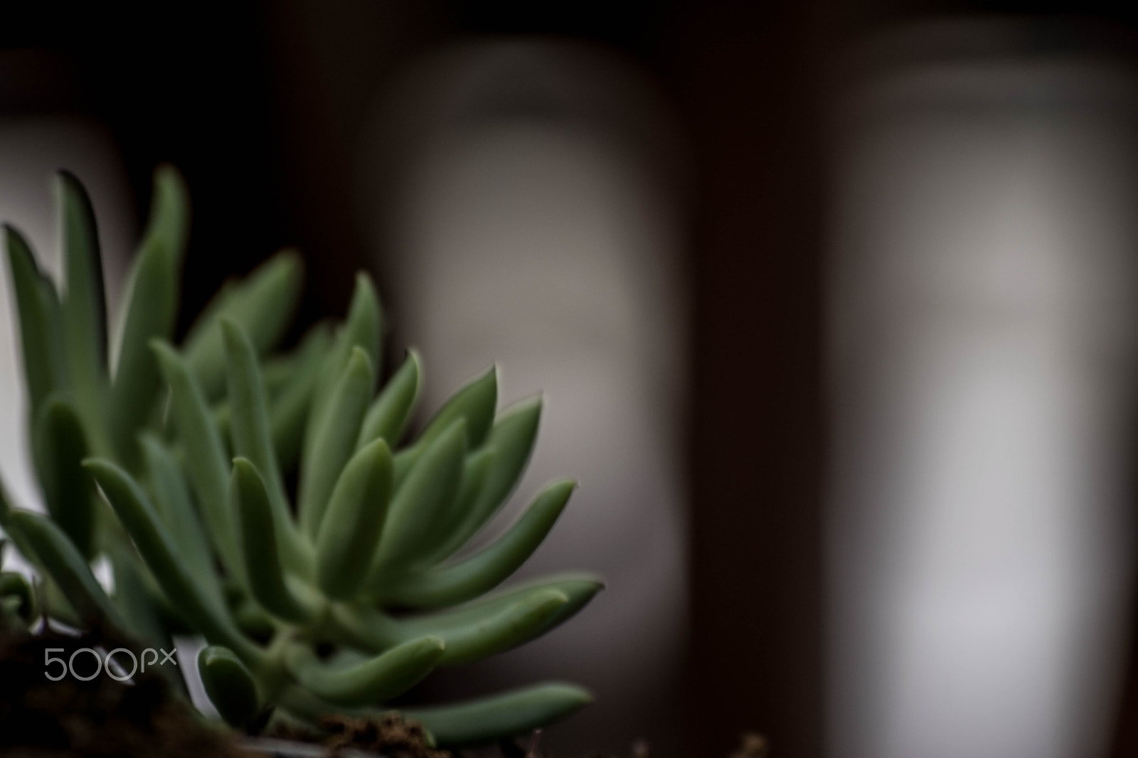 Nikon D5500 sample photo. Sen flower photography