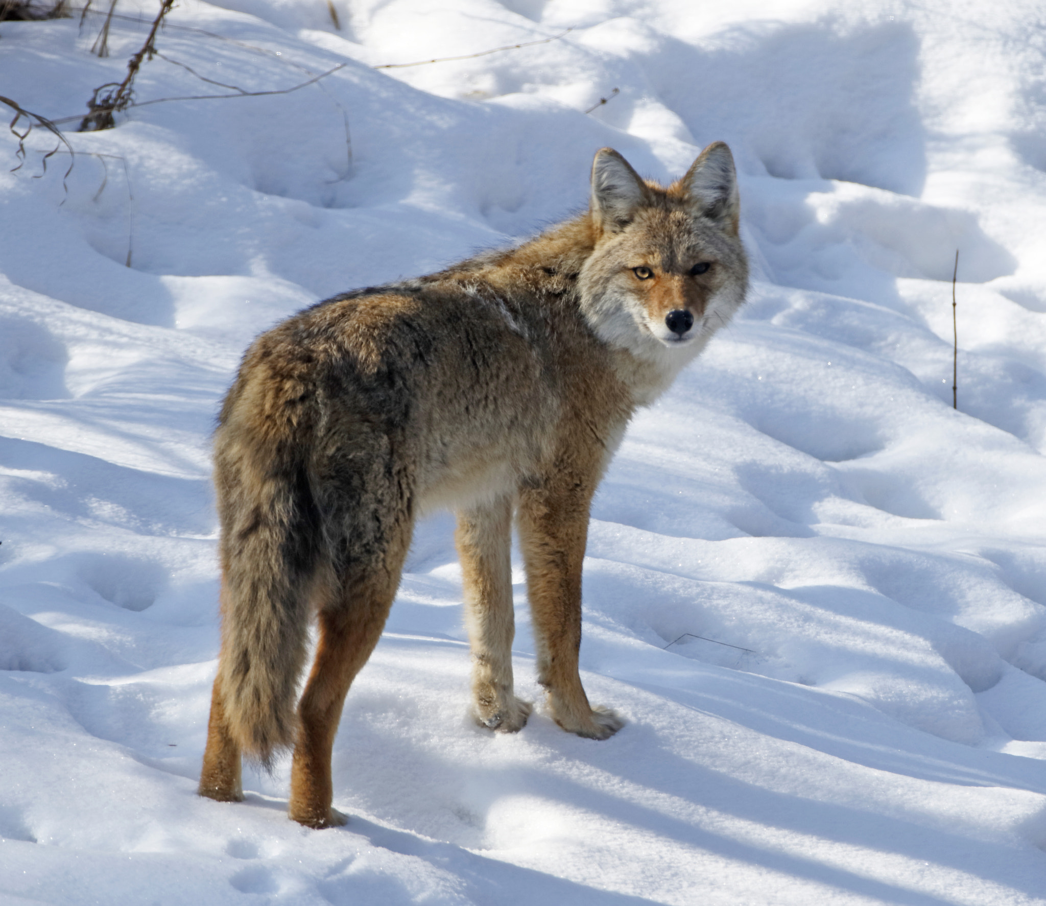 Canon EOS 7D Mark II + Canon EF 70-200mm F2.8L IS II USM sample photo. Coyote photography