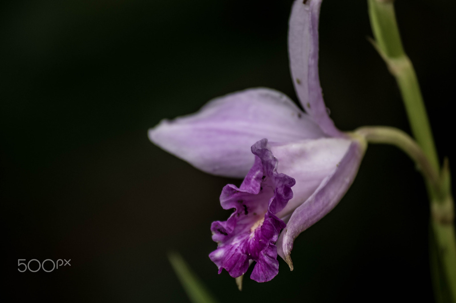 Nikon D5500 sample photo. Violeta photography