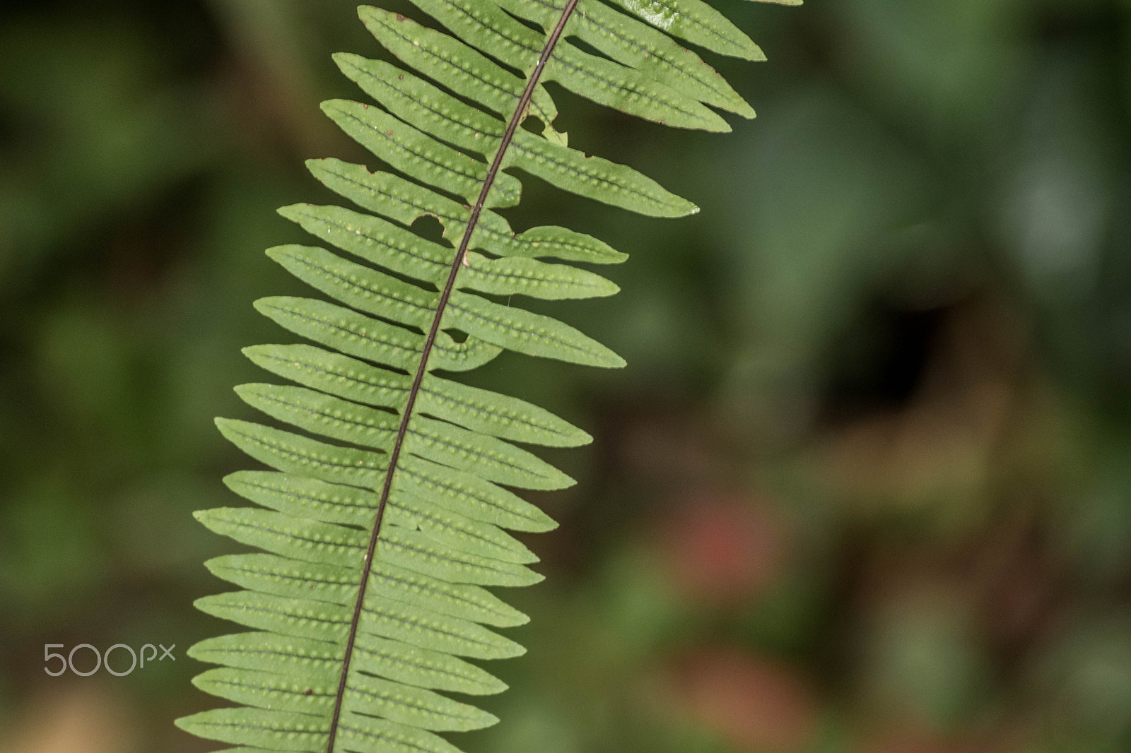 Nikon D5500 sample photo. Green photography