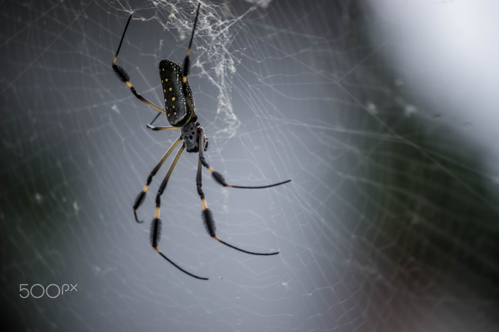 Nikon D5500 sample photo. Yellow scare photography