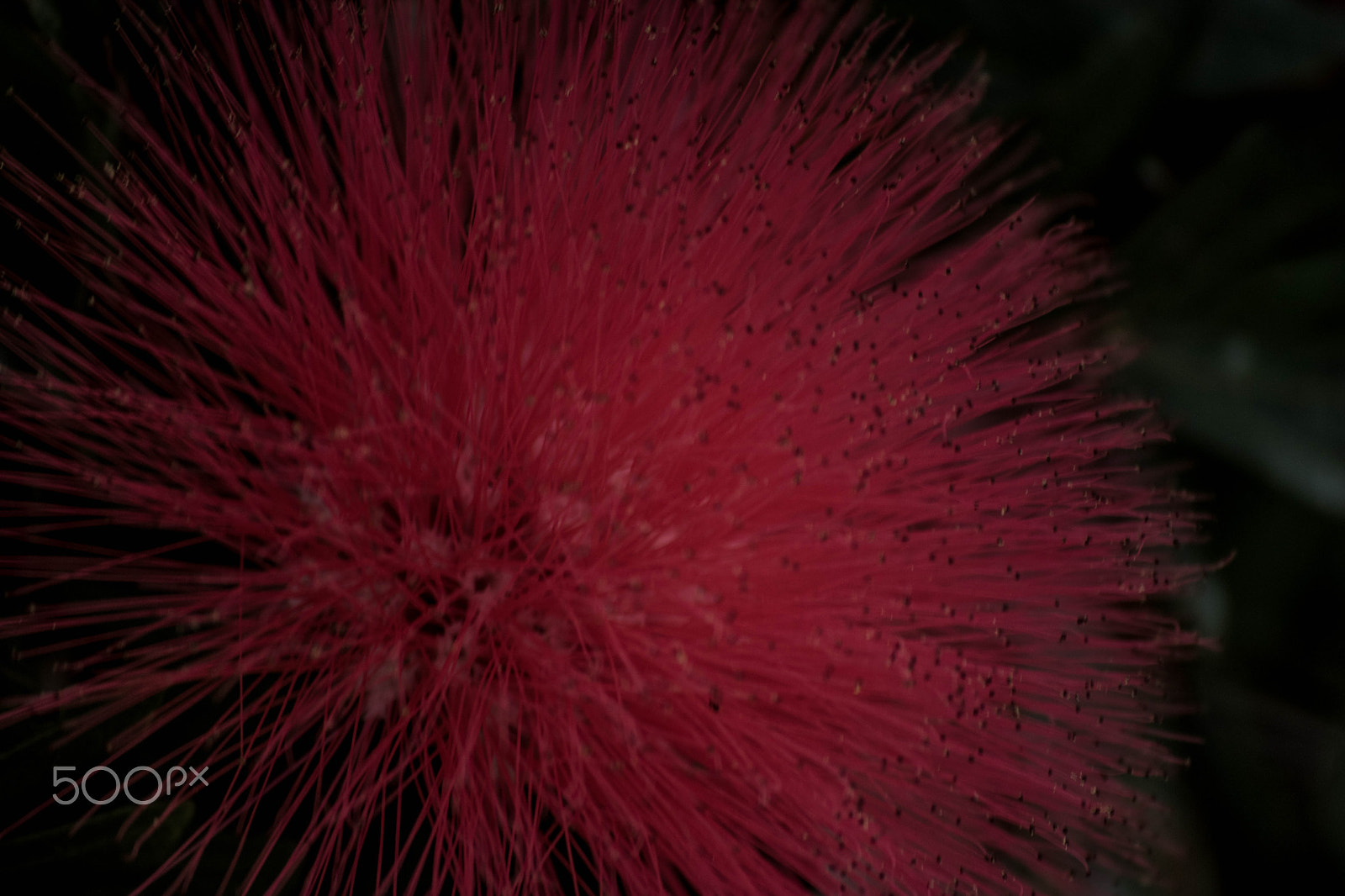 Nikon D5500 sample photo. Fireworks photography