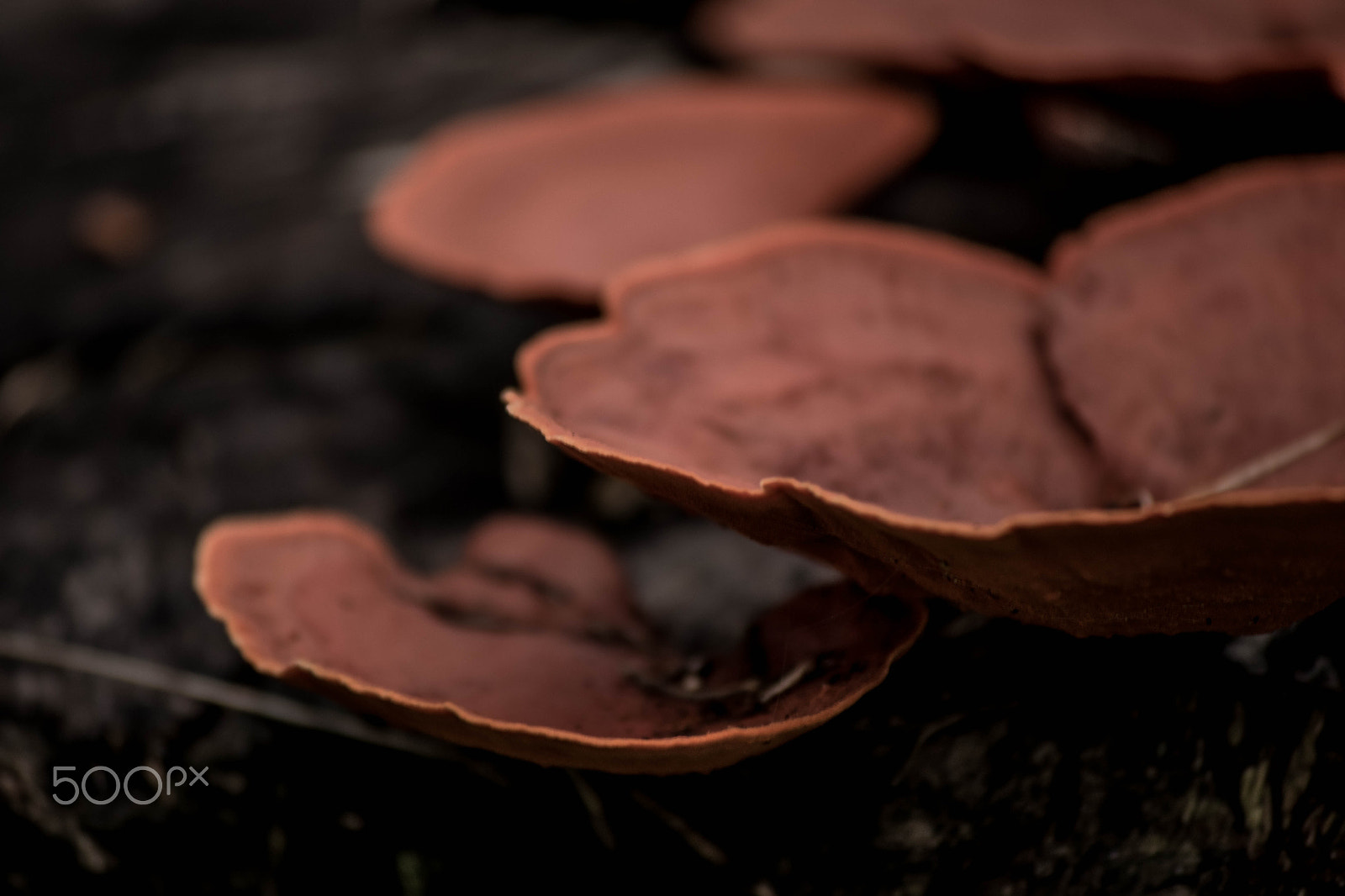 Nikon D5500 sample photo. Fungus photography