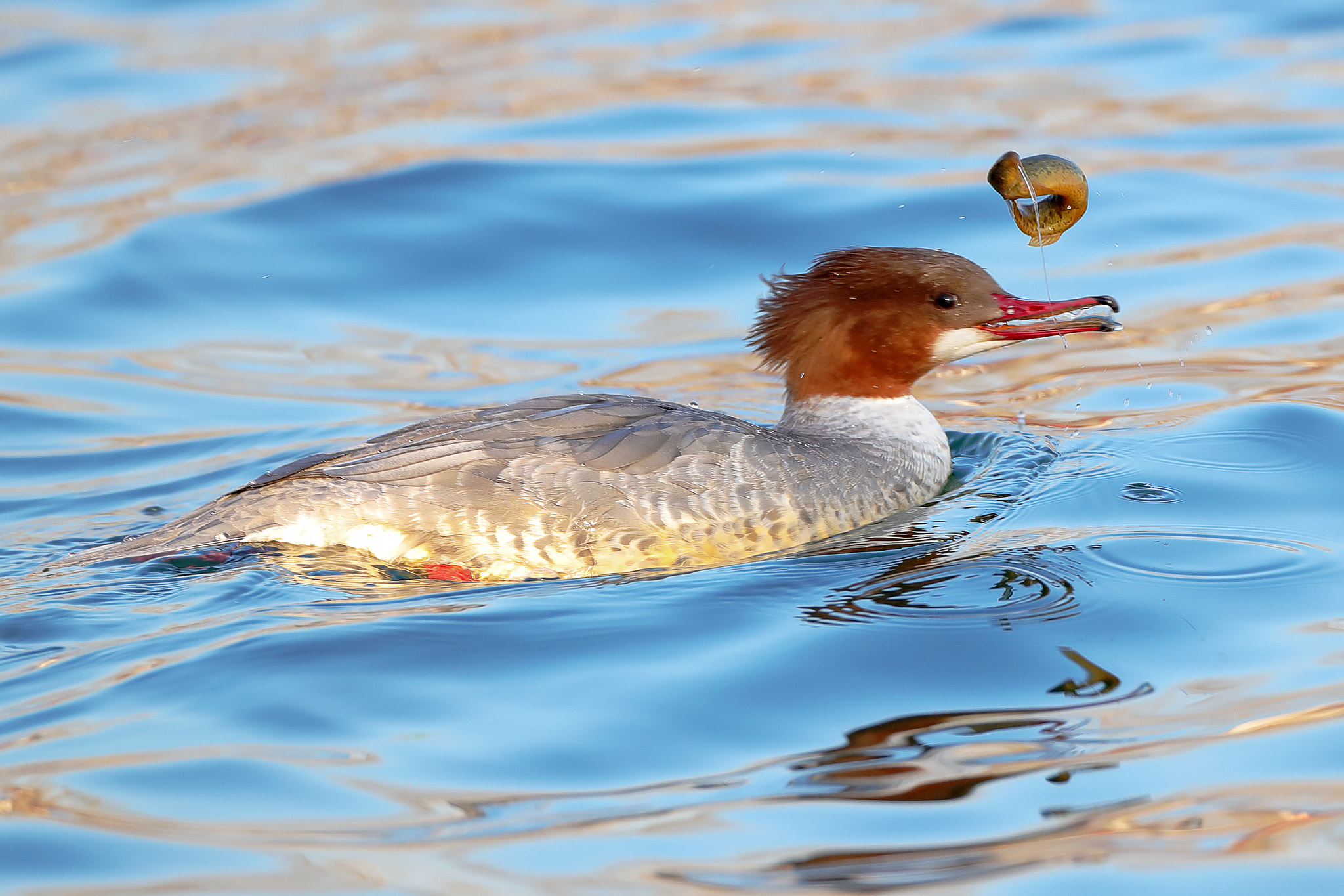 Canon EOS-1D X Mark II + Canon EF 800mm F5.6L IS USM sample photo