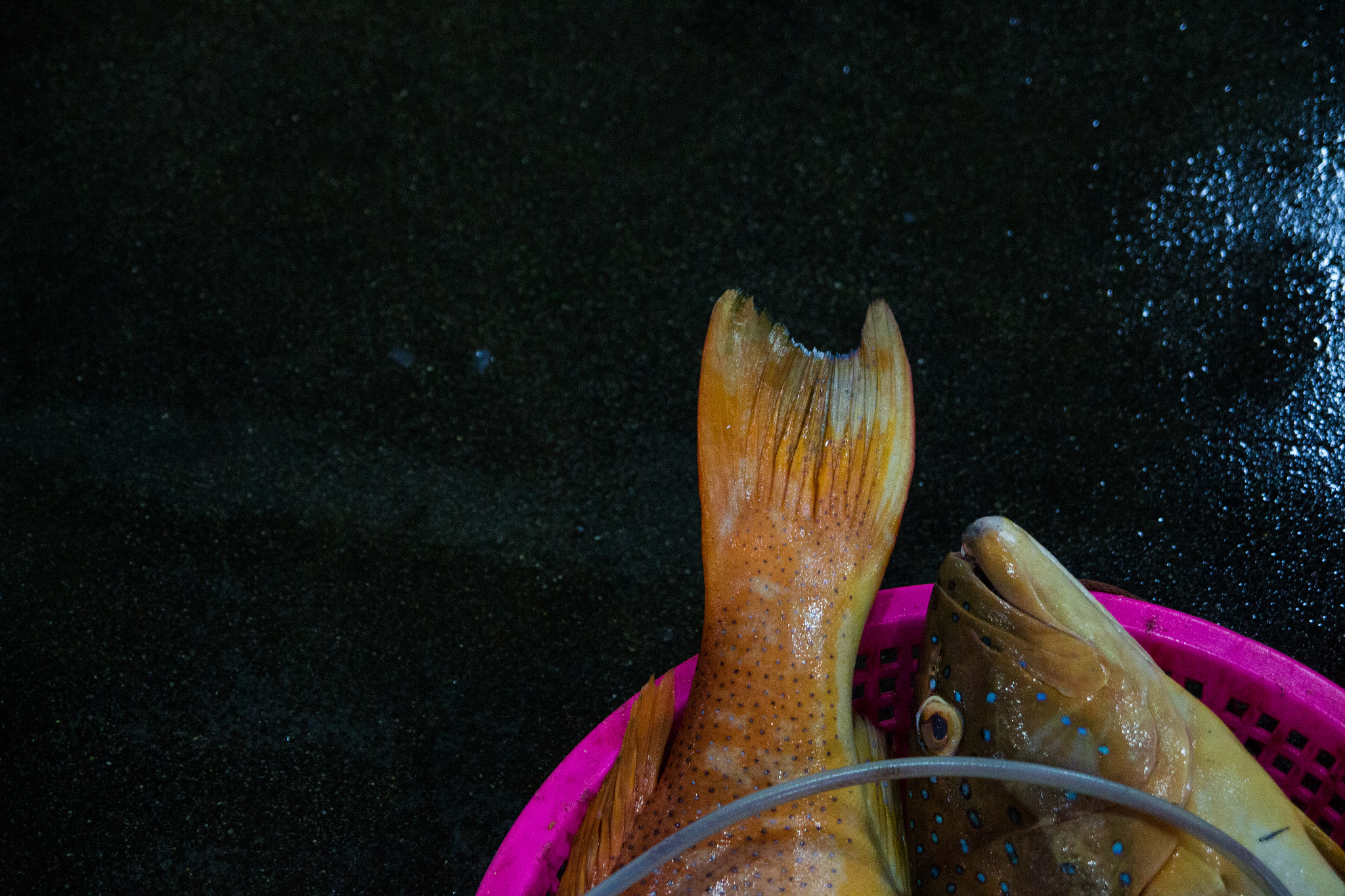 Tamron SP AF 17-50mm F2.8 XR Di II LD Aspherical (IF) sample photo. A fish's story photography