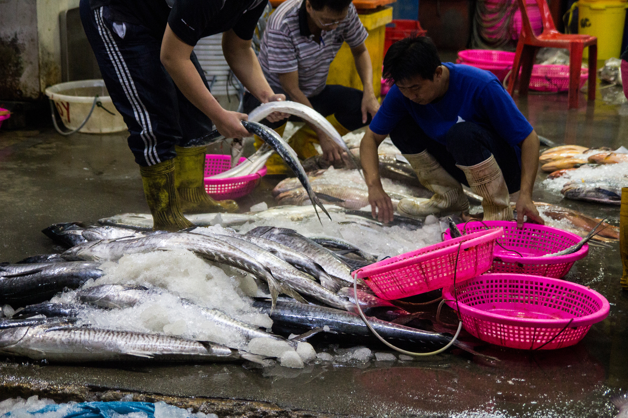 Tamron SP AF 17-50mm F2.8 XR Di II LD Aspherical (IF) sample photo. A fish's story photography