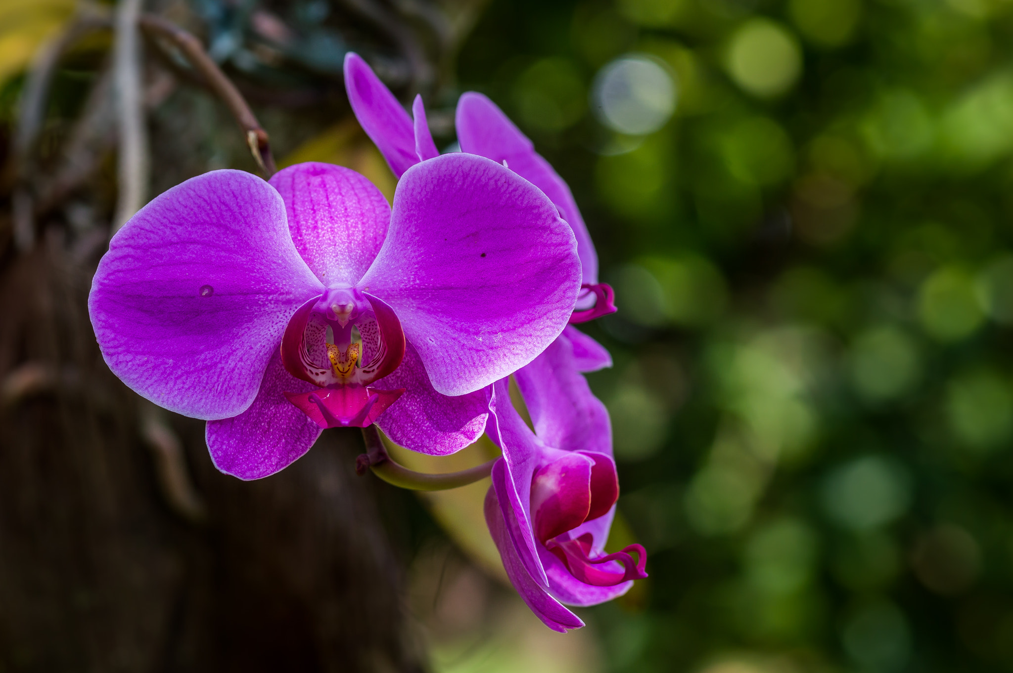 Nikon D3200 + Nikon AF-S Micro-Nikkor 105mm F2.8G IF-ED VR sample photo. A close look at a beautiful orchid... photography