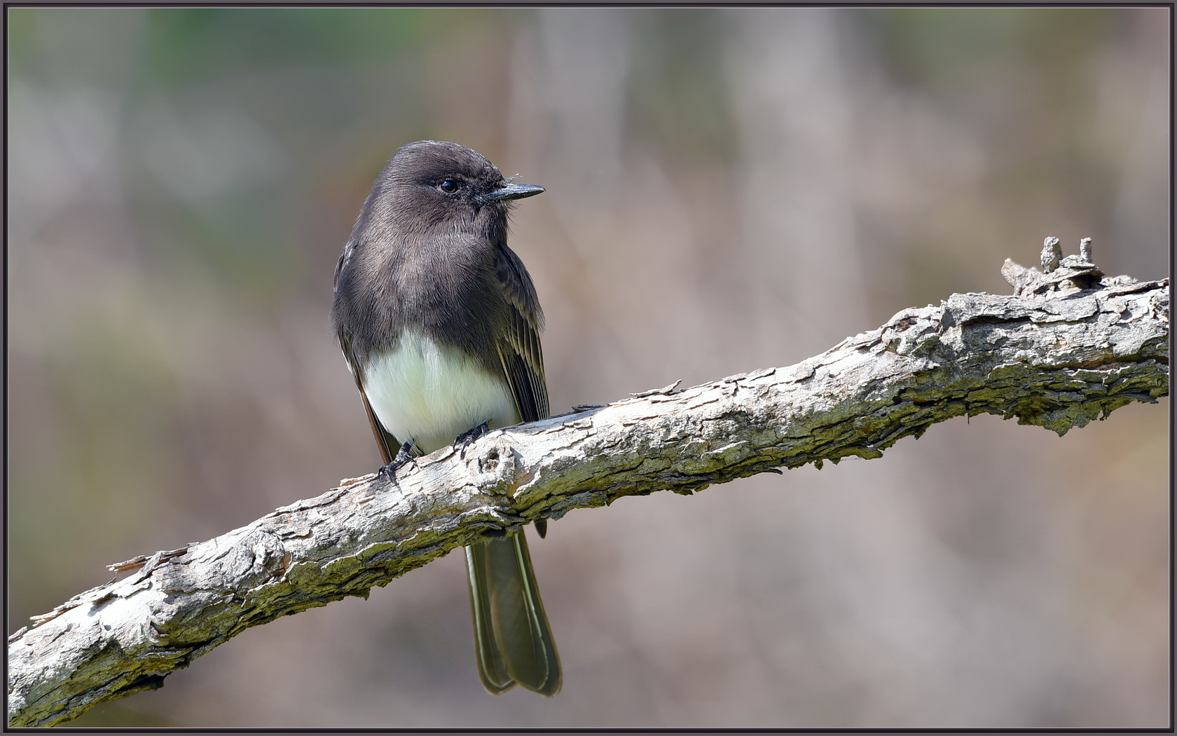 Sigma 120-400mm F4.5-5.6 DG OS HSM sample photo. Quickest of the quick, fastest of the fast photography