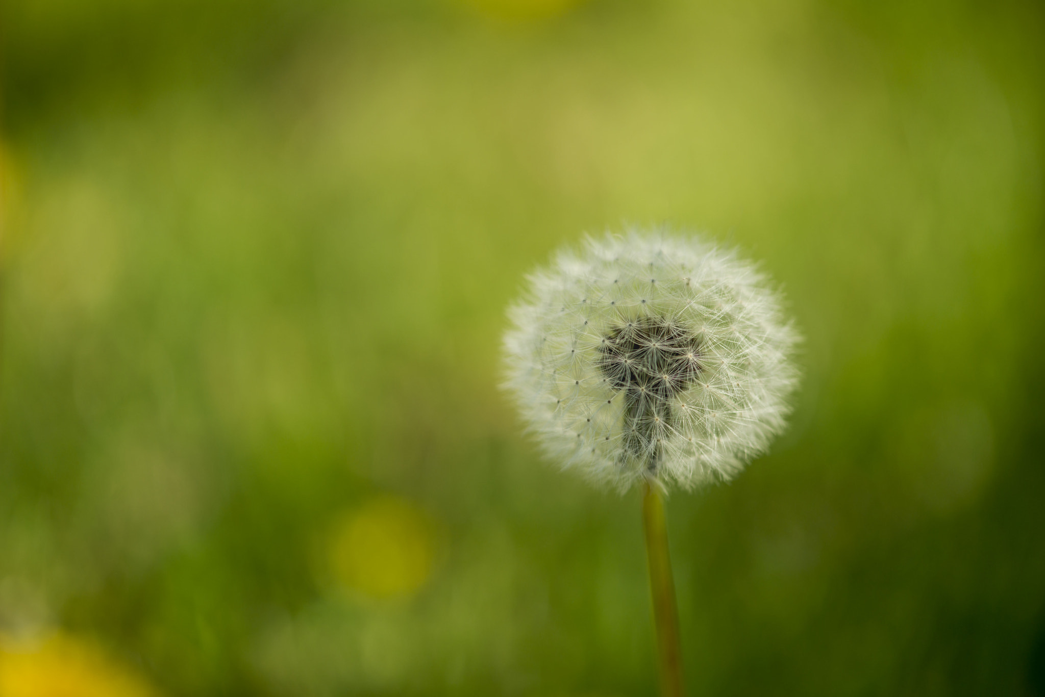 Nikon AF-S Micro-Nikkor 105mm F2.8G IF-ED VR sample photo. Dandelion photography