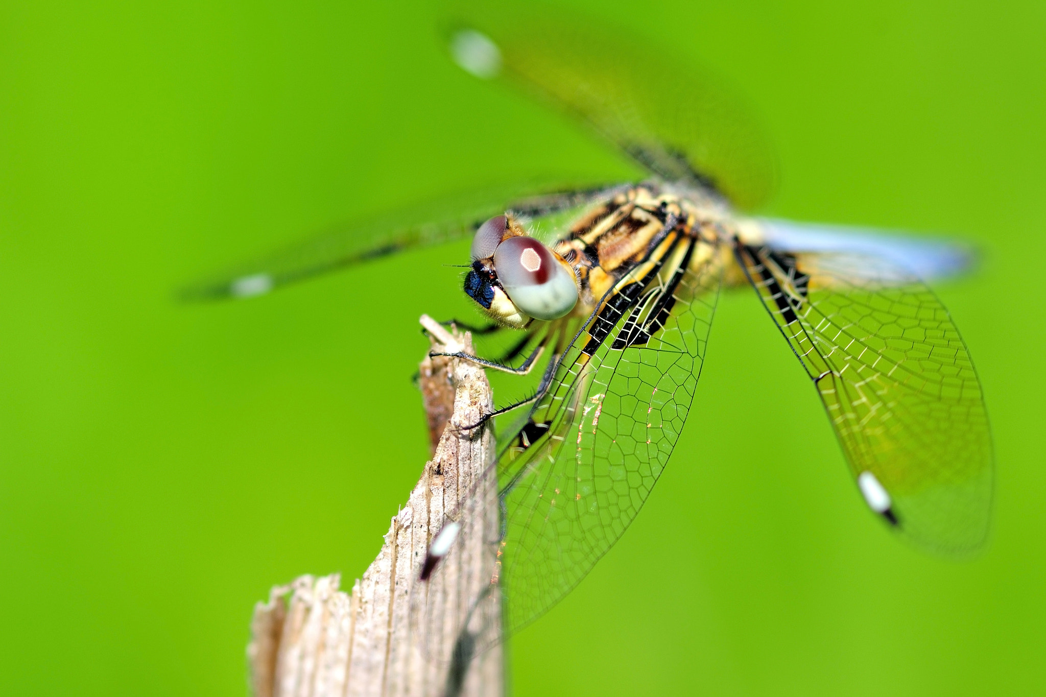 Nikon AF-S Micro-Nikkor 105mm F2.8G IF-ED VR sample photo. Dragonfly photography