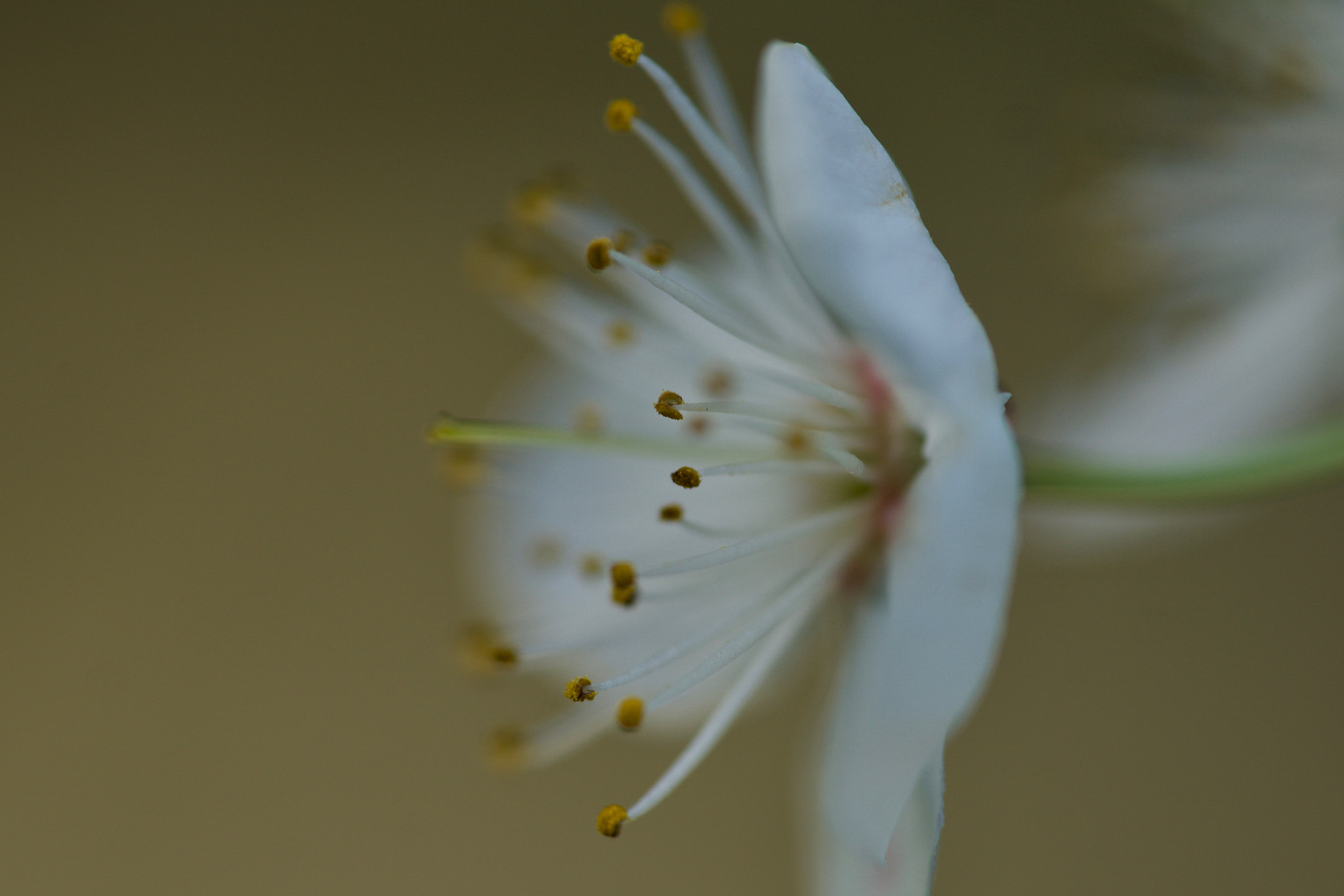 Sony FE 90mm F2.8 Macro G OSS sample photo. Close-up on flower photography