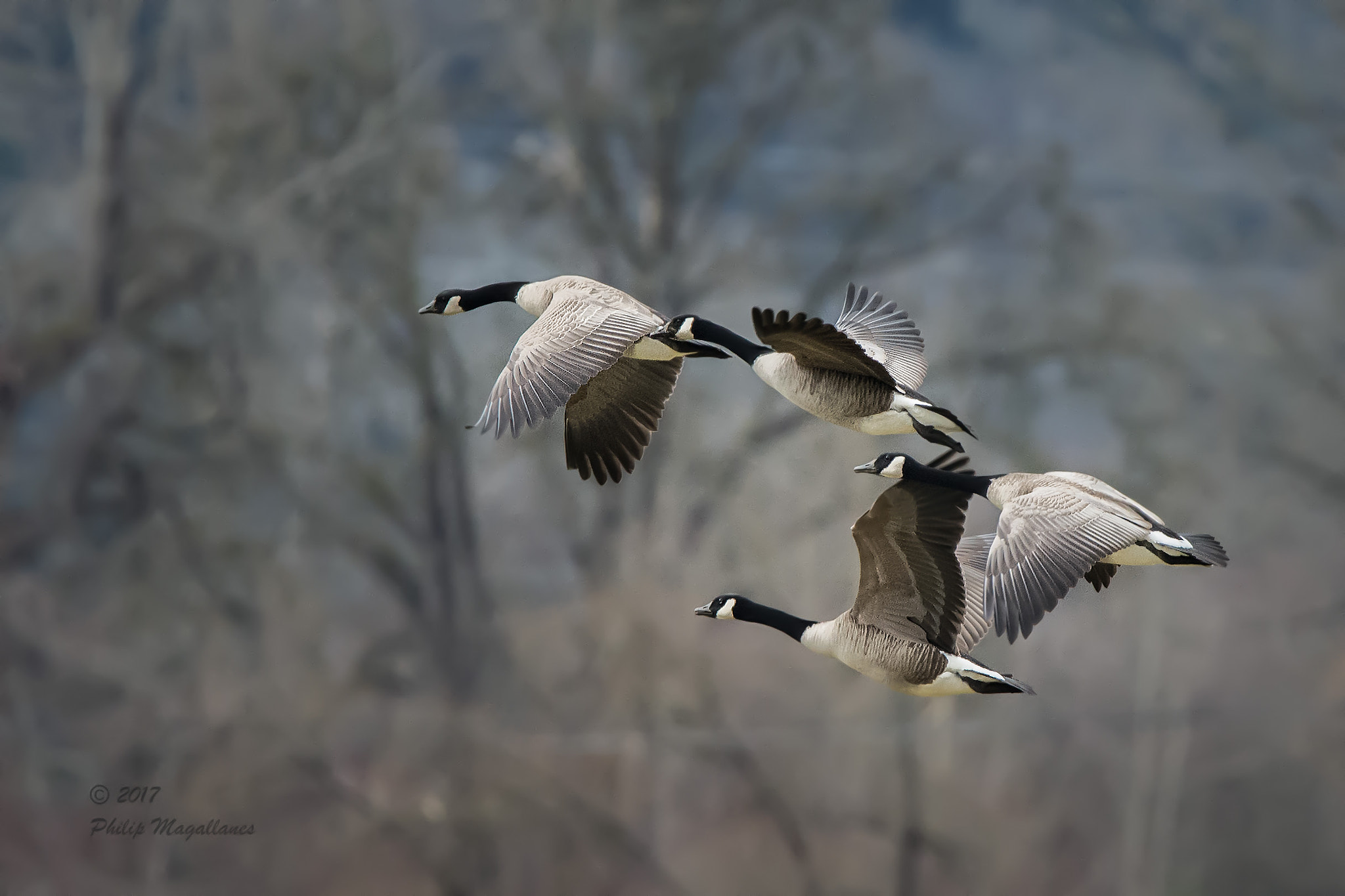 Nikon D7200 + Nikon Nikkor AF-S 300mm F4E PF ED VR sample photo. Four canada geese photography