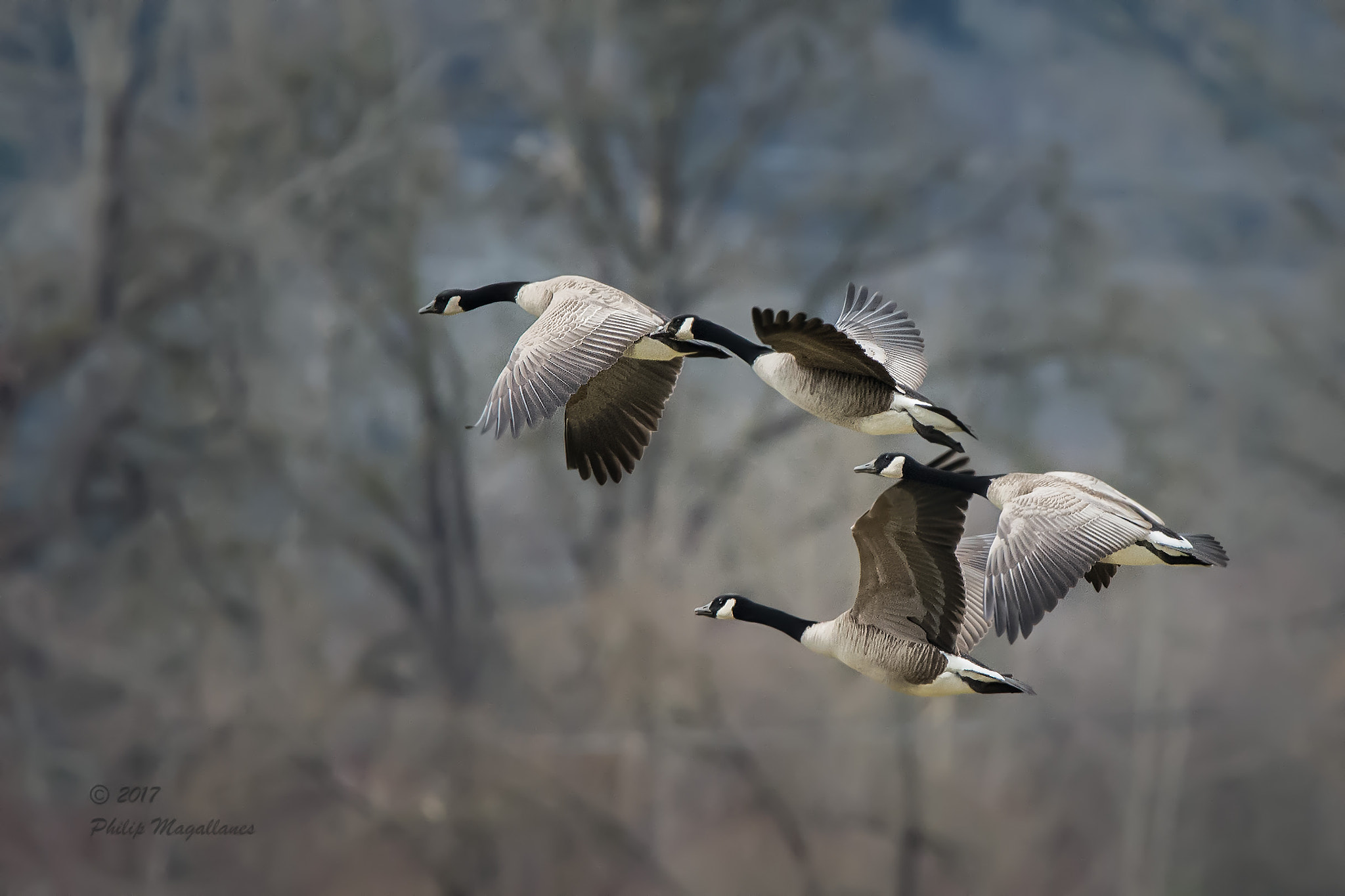 Nikon Nikkor AF-S 300mm F4E PF ED VR sample photo. Four canada geese photography