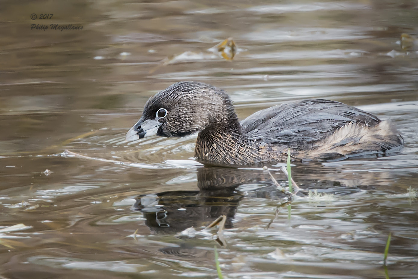 Nikon Nikkor AF-S 300mm F4E PF ED VR sample photo. Pied billed grebe photography
