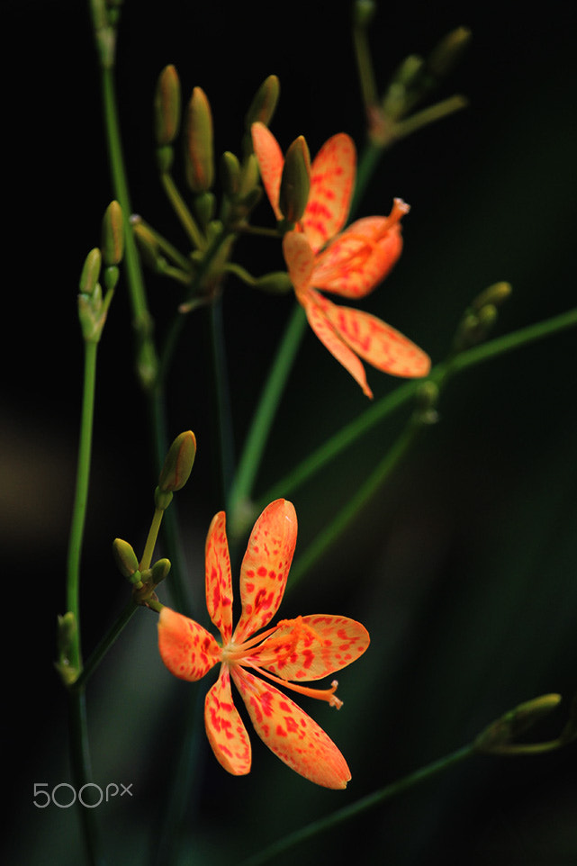 Canon EF-S 55-250mm F4-5.6 IS STM sample photo. Red spots photography