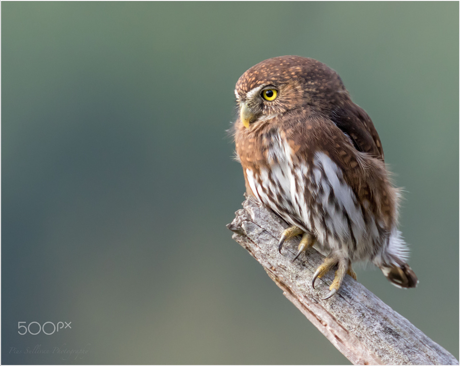 Canon EF 400mm F4 DO IS II USM sample photo. Northern pygmy owl photography