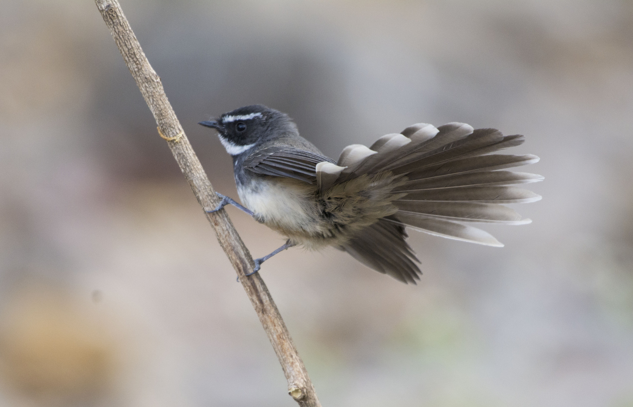 Nikon AF-S Nikkor 200-500mm F5.6E ED VR sample photo. White throated fantail photography