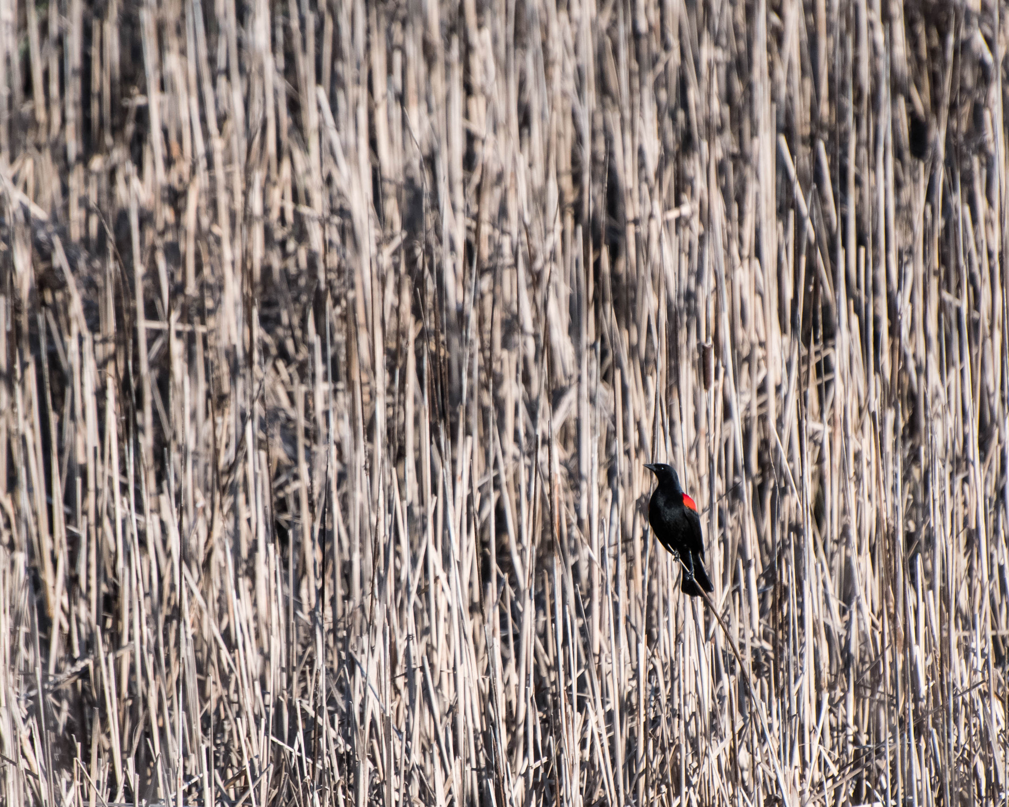 Nikon D500 sample photo. Reeds photography