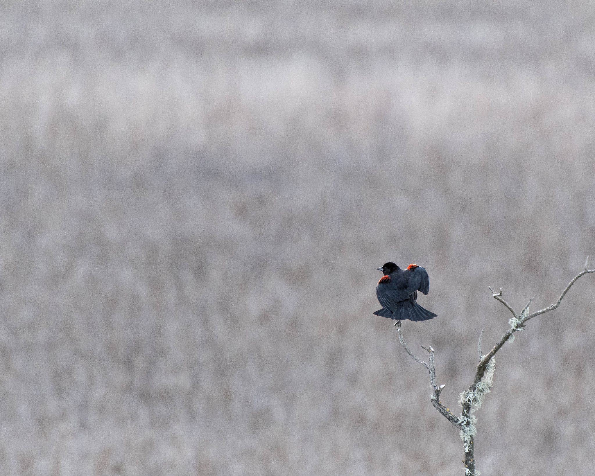 Nikon D500 sample photo. Field photography