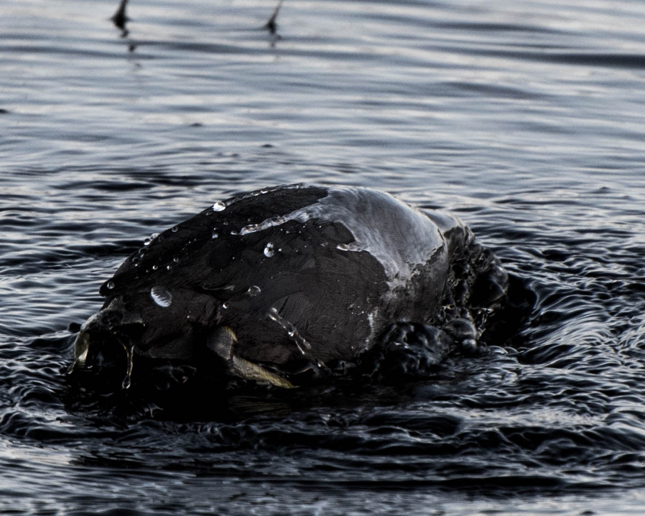 Nikon D500 sample photo. Emergence photography