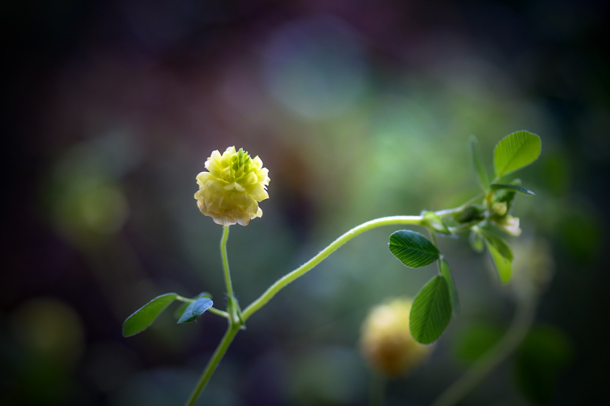Canon EOS 760D (EOS Rebel T6s / EOS 8000D) sample photo. My name is a dream firefly photography