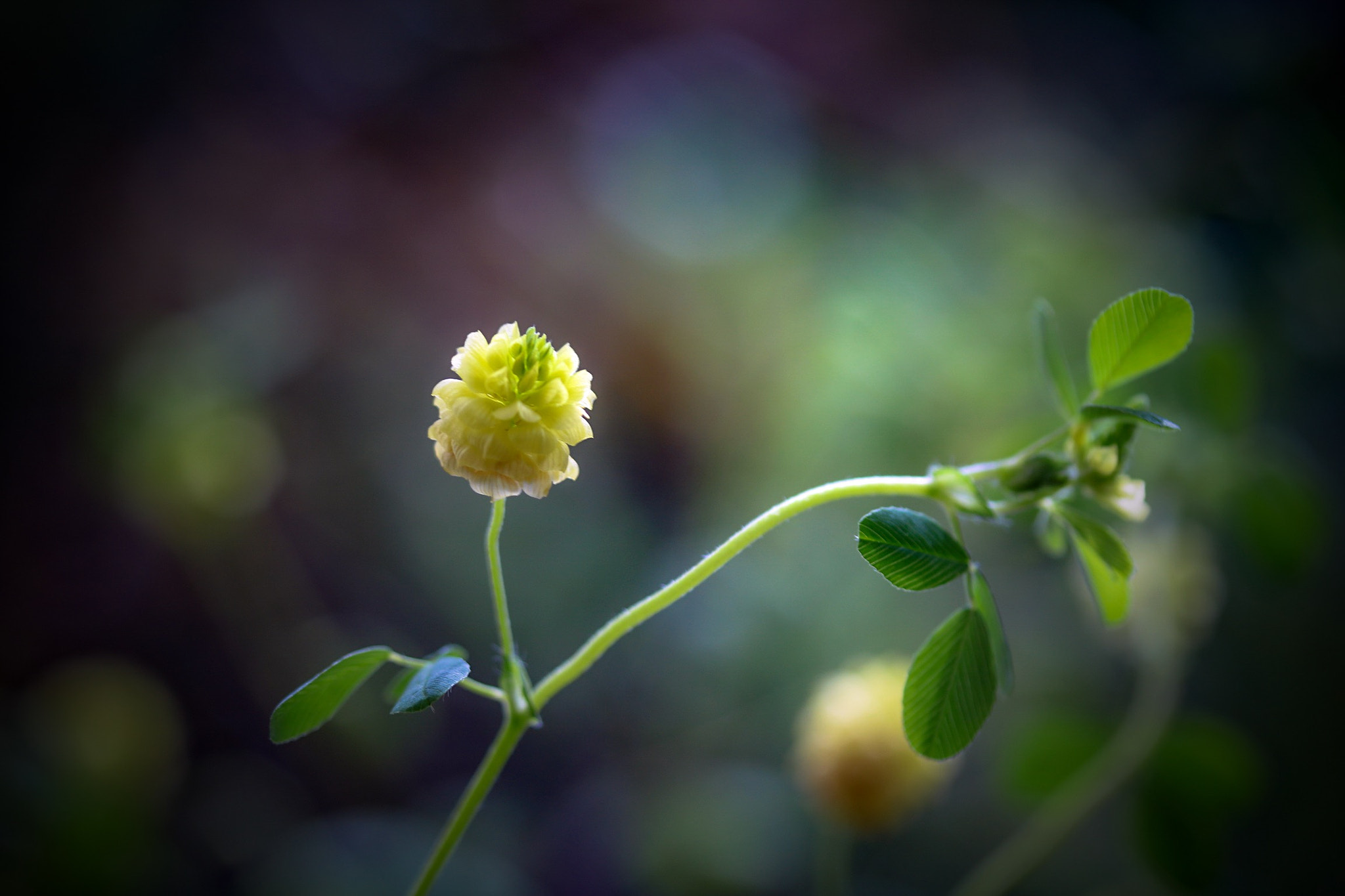 Canon EOS 760D (EOS Rebel T6s / EOS 8000D) + Canon EF-S 60mm F2.8 Macro USM sample photo. My name is a dream firefly photography