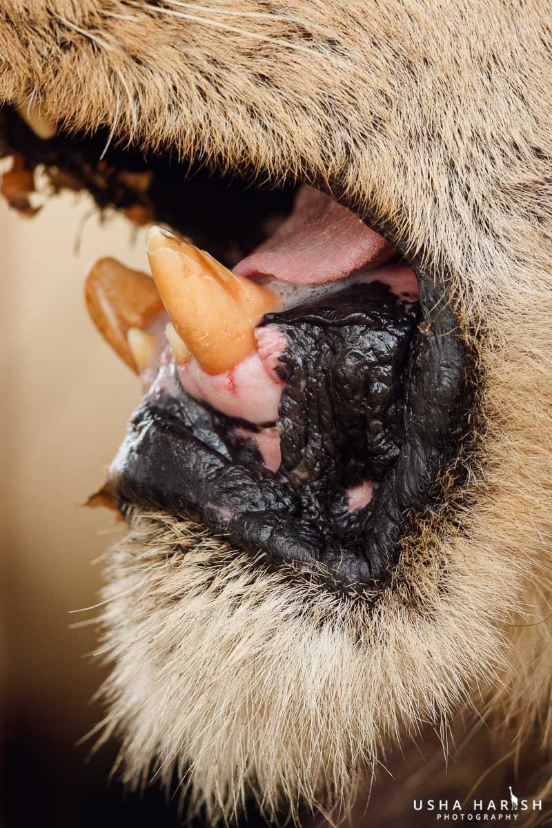 Canon EF 500mm F4L IS II USM sample photo. Jungle king's mouth that roars photography