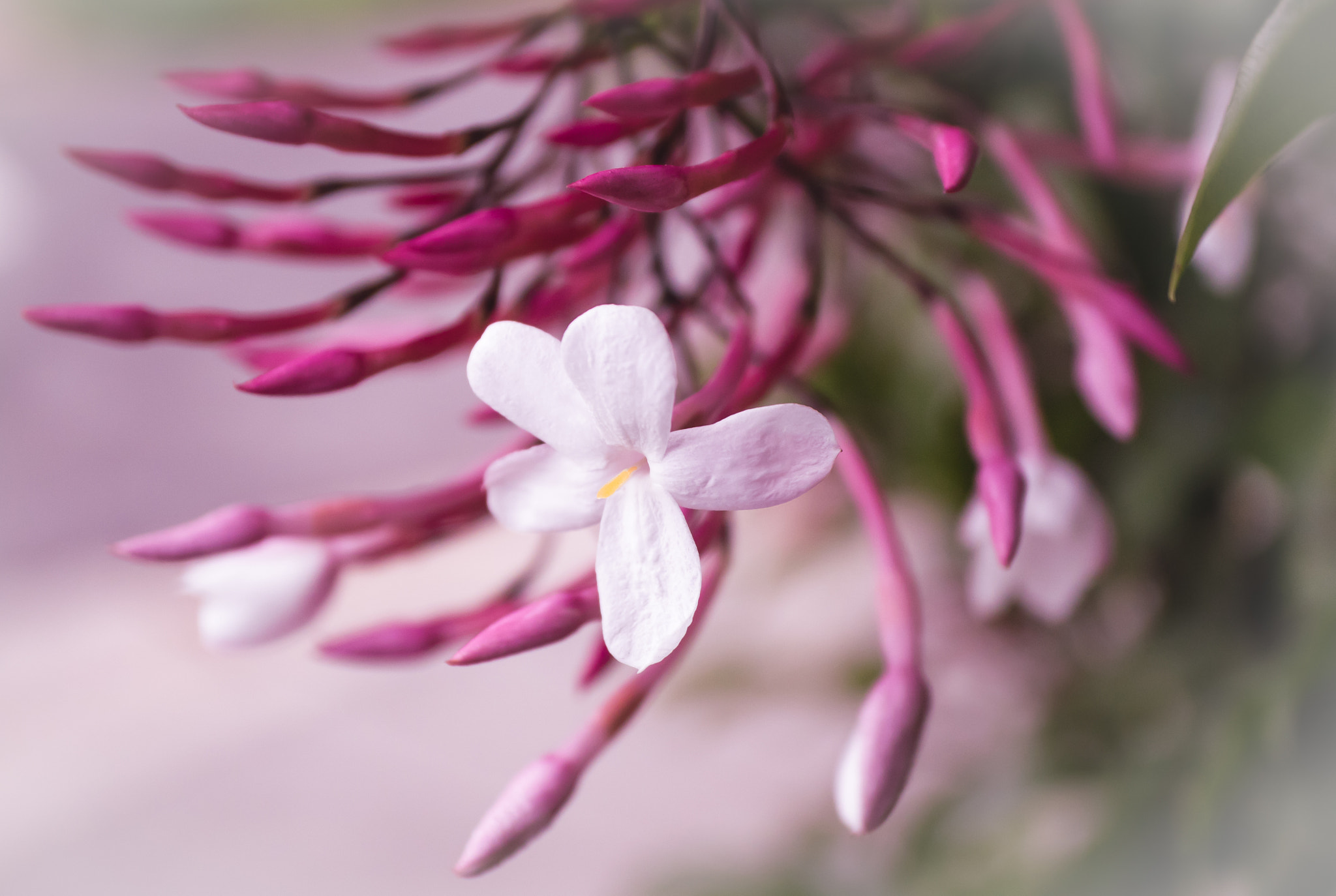 Canon EF-M 28mm F3.5 Macro IS STM sample photo. Waiting for a spring photography