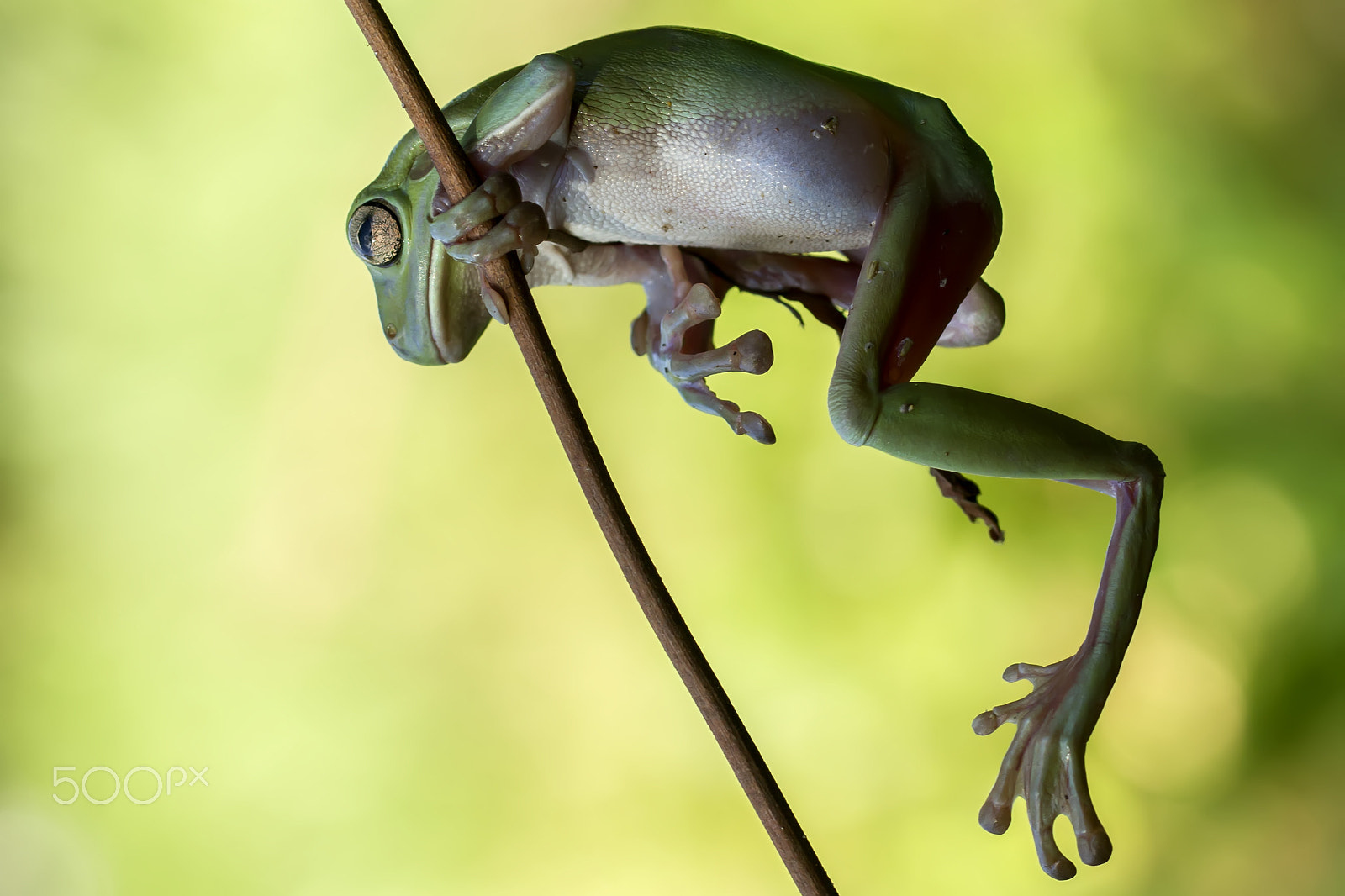 Canon EF 100mm F2.8L Macro IS USM sample photo. Dumpy, dumpy frog, frog, acrobatic frog photography