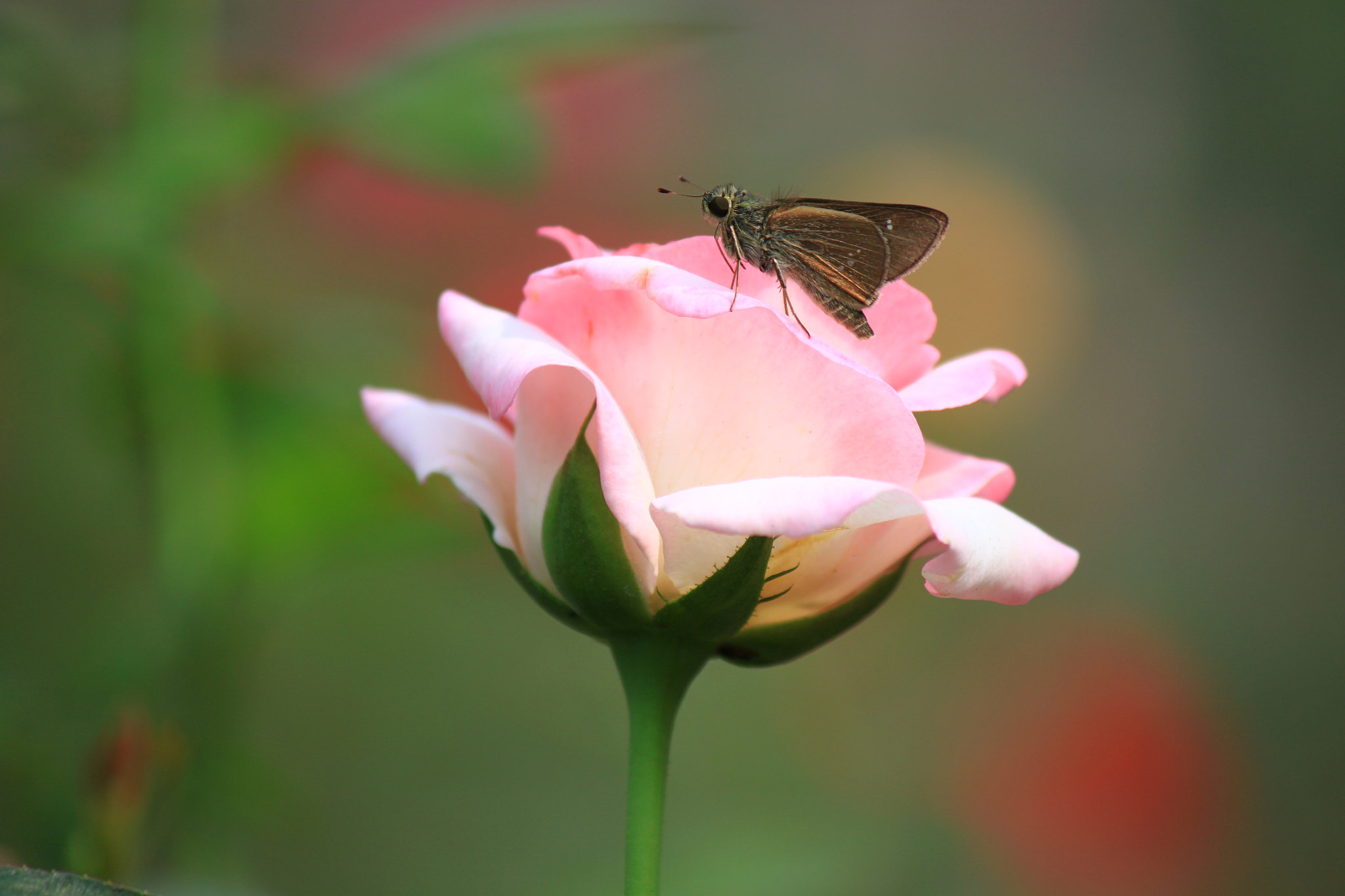 Canon EF-S 55-250mm F4-5.6 IS II sample photo. Roses a01 photography