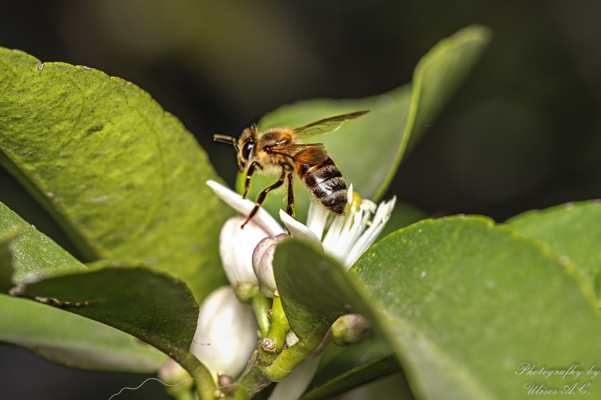 Canon EF 100mm F2.8L Macro IS USM sample photo. Bee photography