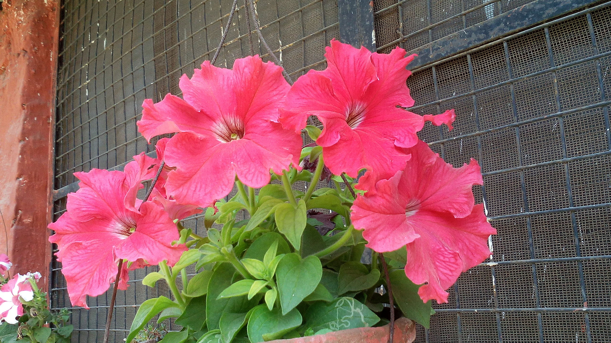 vivo Y11 sample photo. Img_20170226_130151.jpg photography