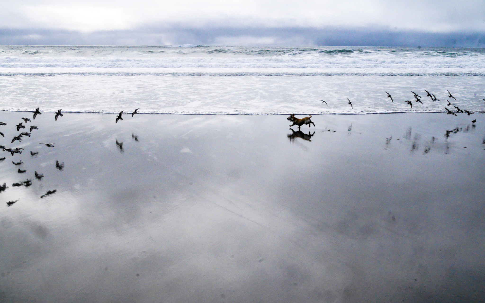 Panasonic Lumix DMC-GX7 sample photo. Chase on the shore photography