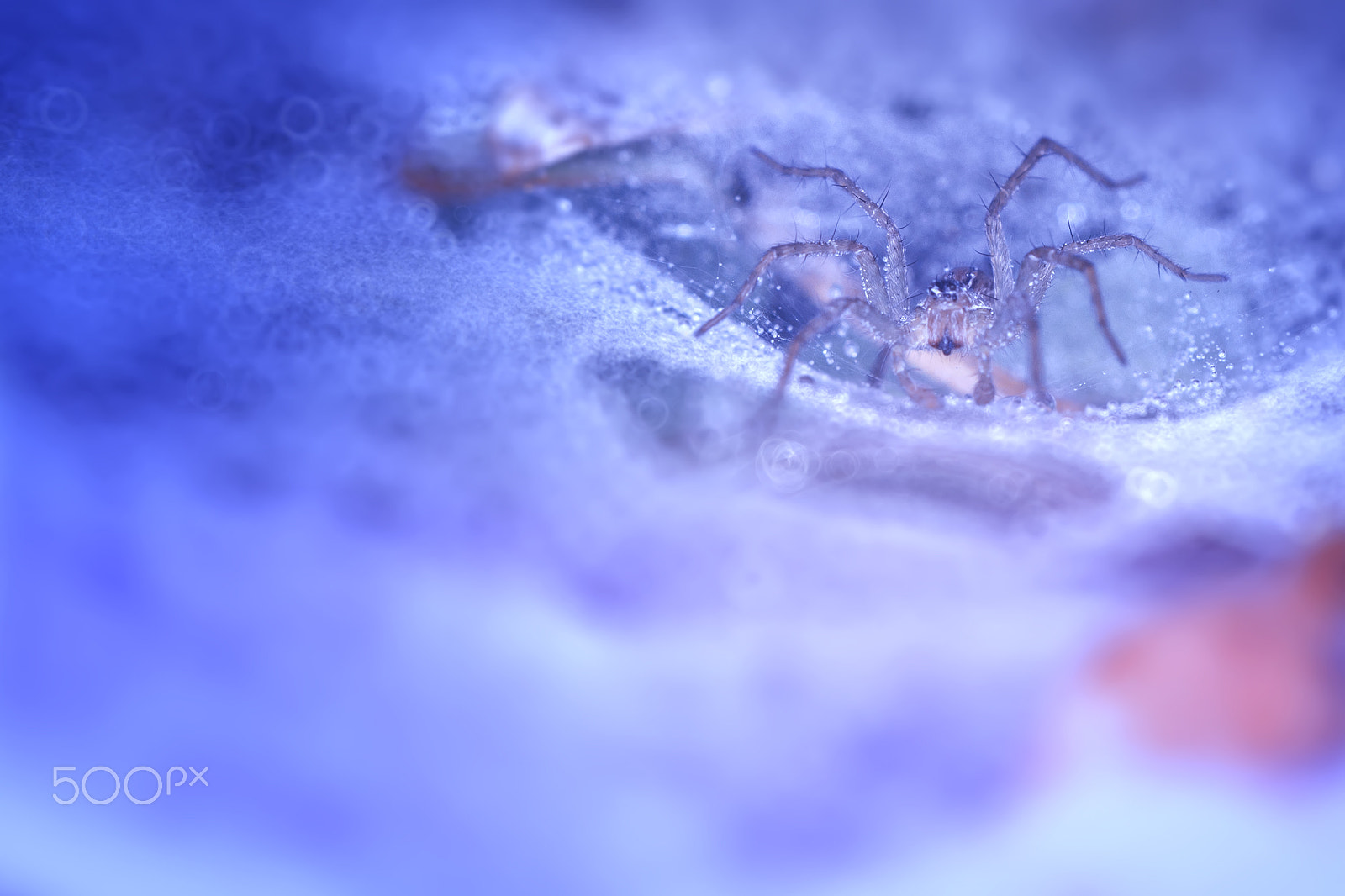 Canon EOS 550D (EOS Rebel T2i / EOS Kiss X4) + Canon EF 100mm F2.8L Macro IS USM sample photo. Spider, blue, web, blue mood, art photography