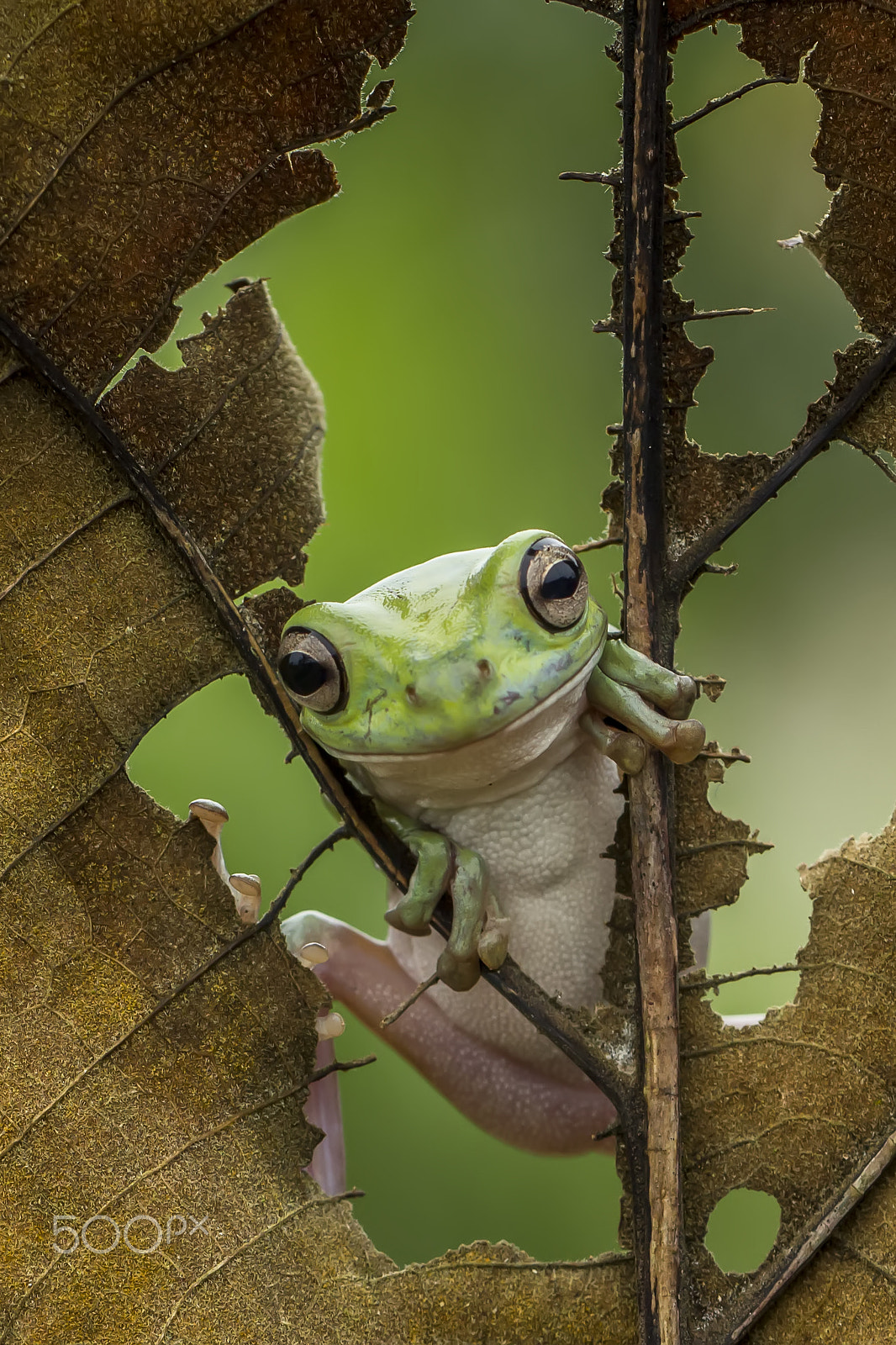 Canon EF 100mm F2.8L Macro IS USM sample photo. Peek a boo, dumpy, frog, dumpy frog photography